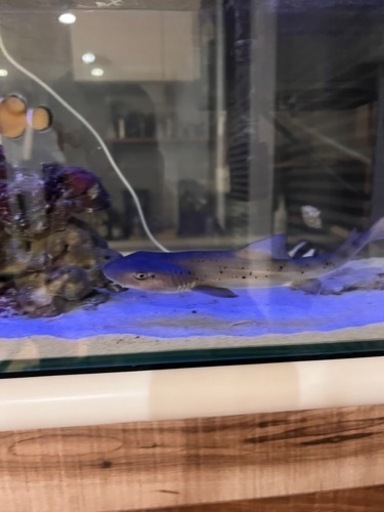 黒曜石とりに神津島へ旧石器時代の景色油彩真作画F4清々しい汚染のない海