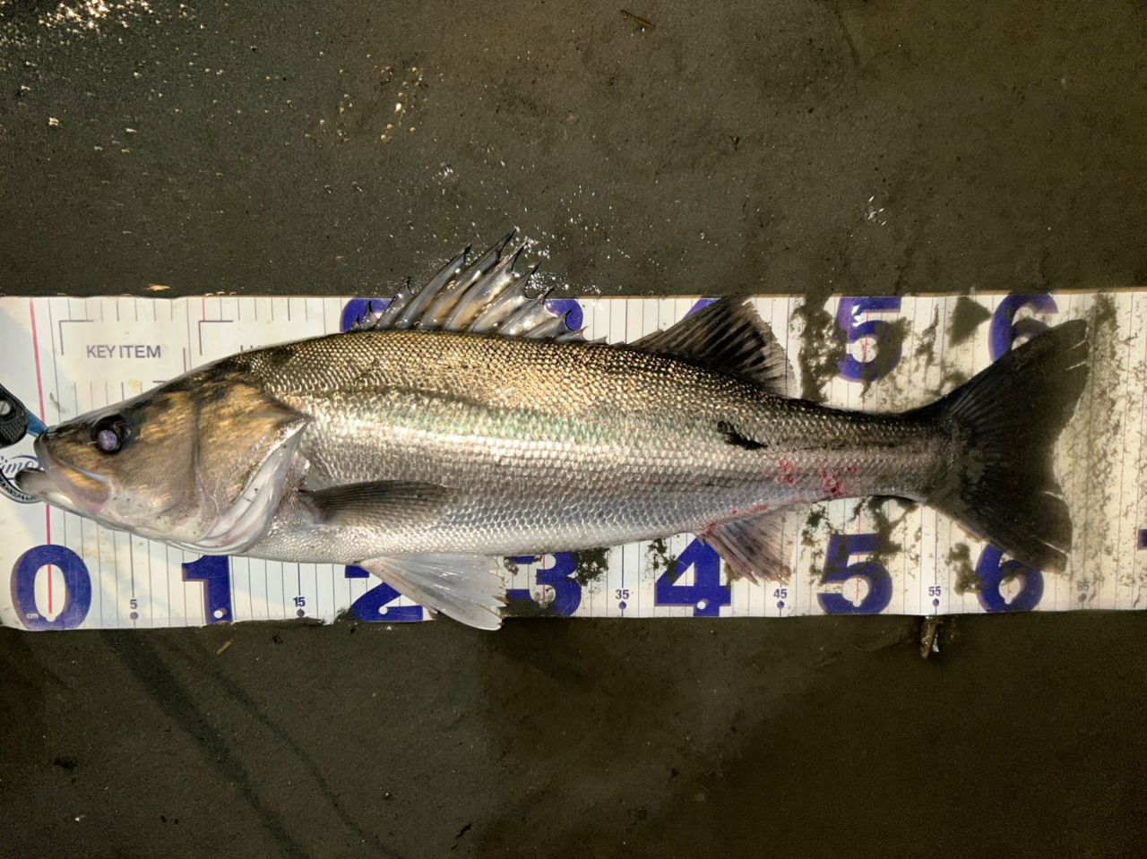 GCRAFT セブンセンスTR ミッドナイトモンスター MMS-992-TRの最安値