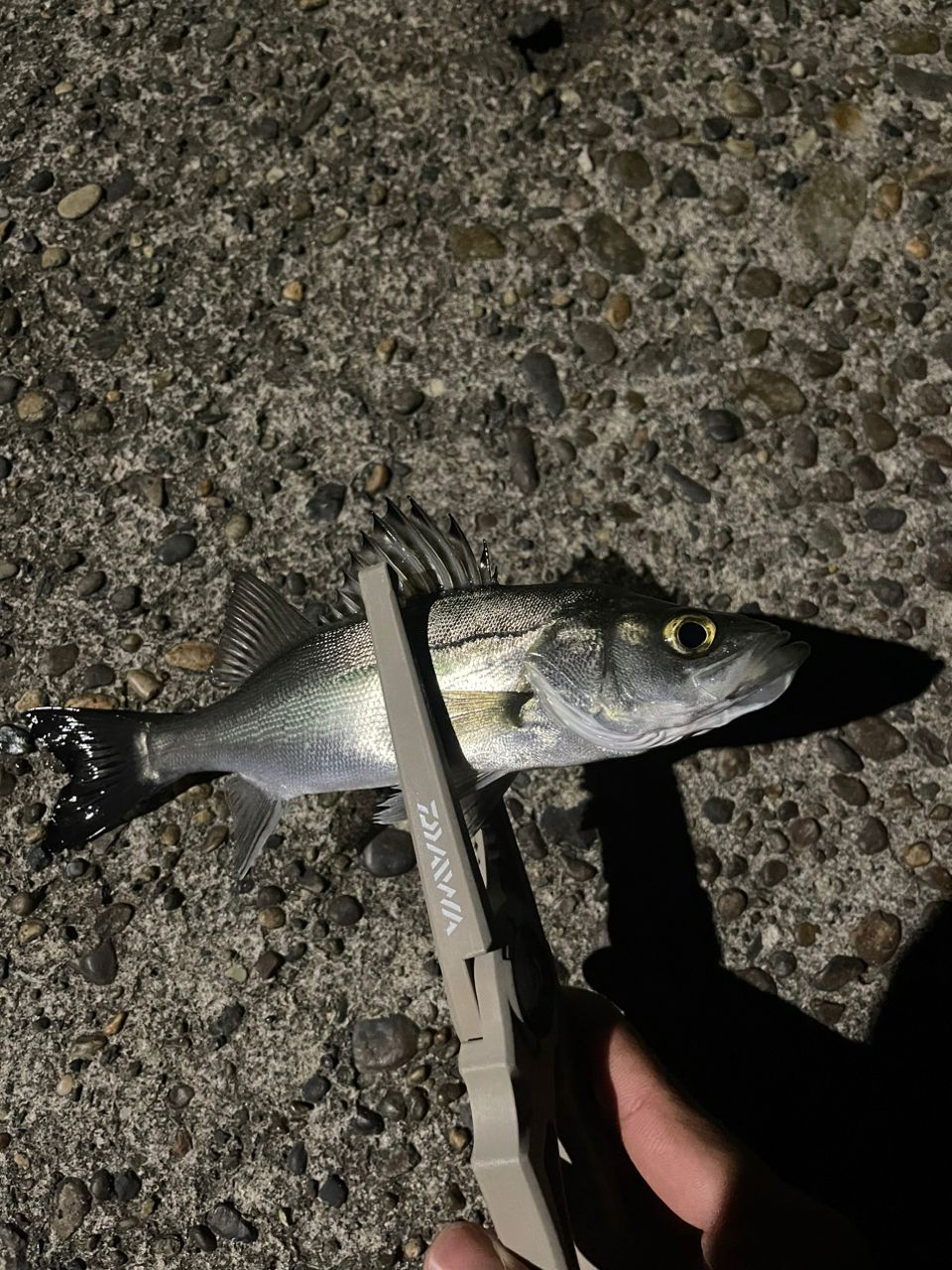 OLYMPIC 23コルト UX 23GCORUS-482UL-HSの最安値・インプレ・釣果