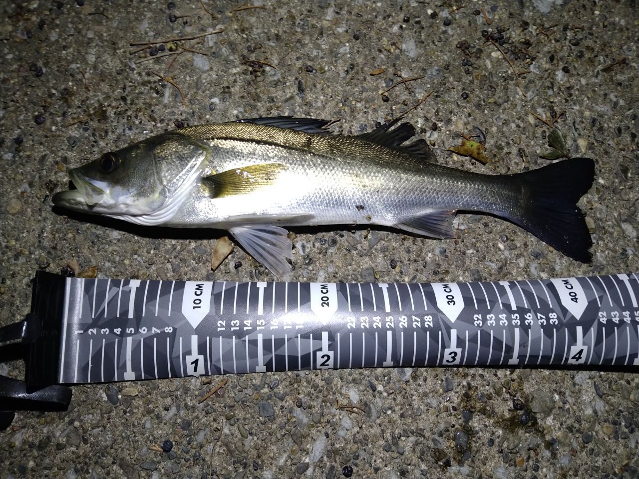 SHIMANO 18ディアルーナ S86MLの最安値・インプレ・釣果 | 本音の