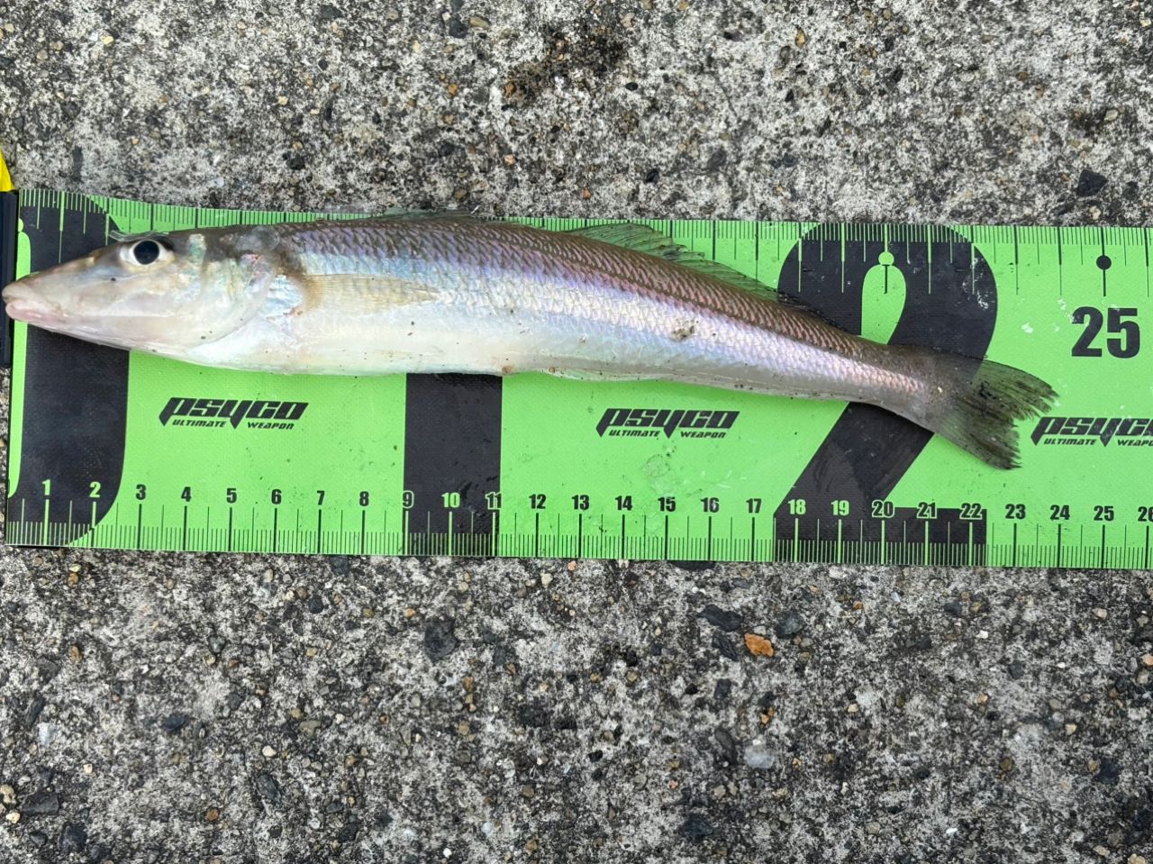 SHIMANO 18ディアルーナ S100MHの最安値・インプレ・釣果 | 本音の