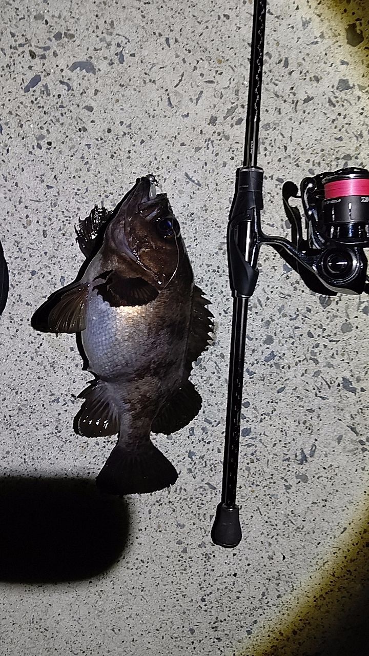 SHIMANO 17ソアレ CI4+ アジング S610L-Sの最安値・インプレ・釣果