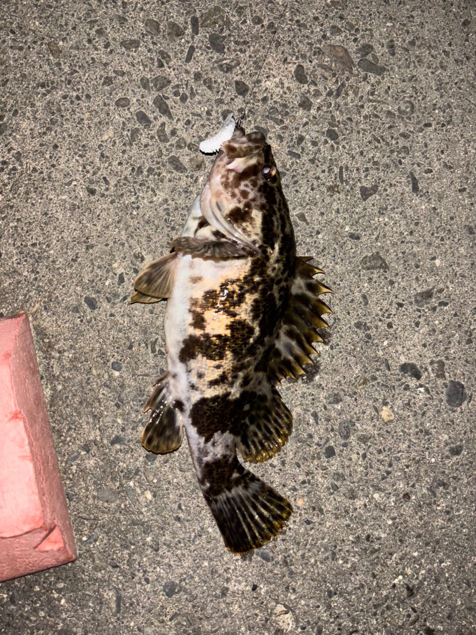 TICT ミニマリズム リベルテ MLS-725の最安値・インプレ・釣果 | 本音