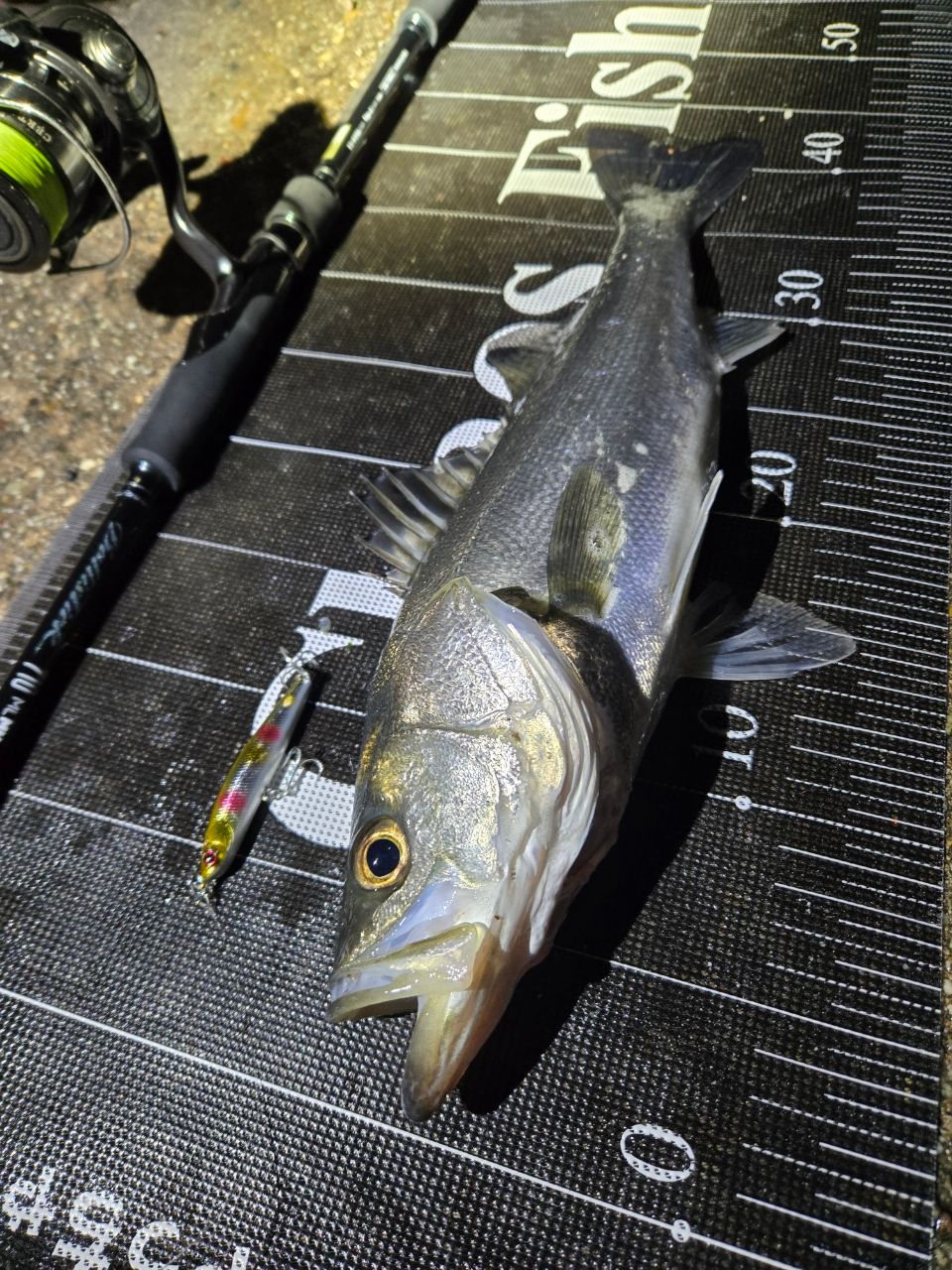 DAIWA 24セルテート LT3000-XHの最安値・インプレ・釣果 | 本音の