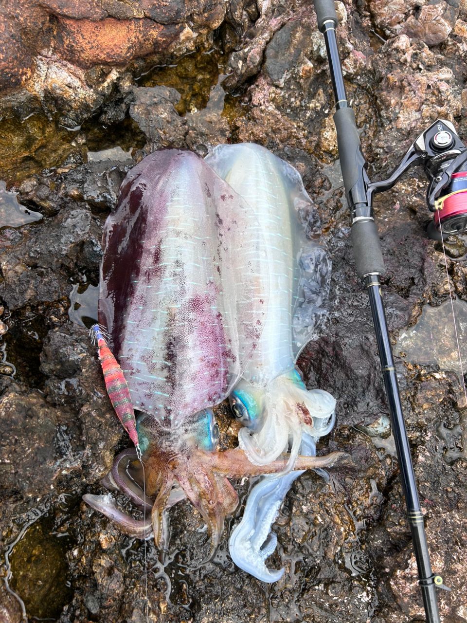 YAMAGA Blanks カリスタ TZ ナノ 86Mの最安値・インプレ・釣果 | 本音