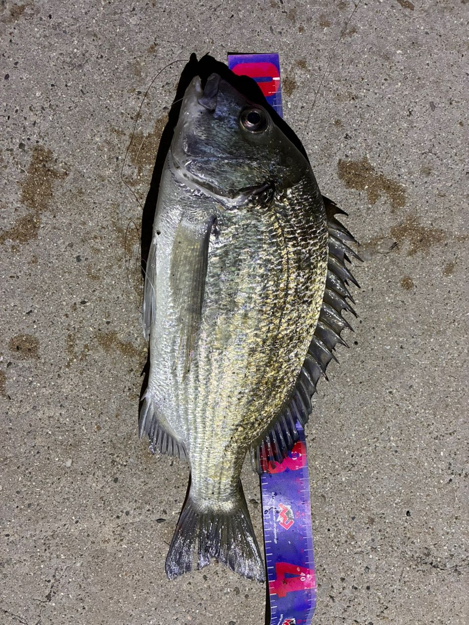 SHIMANO 18ラディックス 1.5-530の最安値・インプレ・釣果 | 本音の