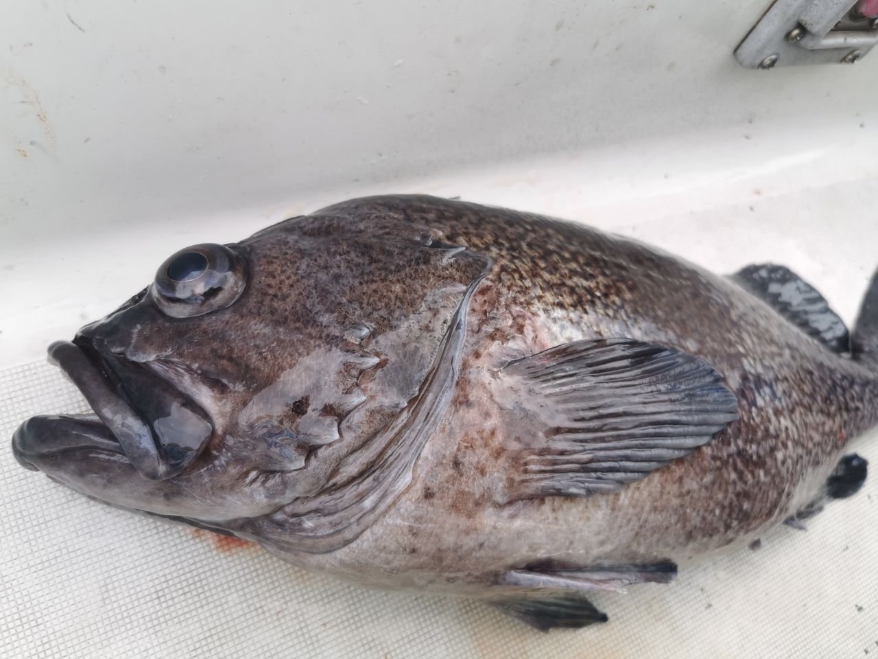 AbuGarcia ロックスイーパー NRS-7102MLHF-TZ GROUPERの最安値