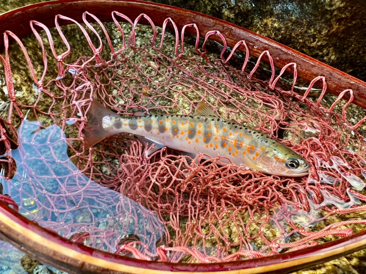 DAIWA 18シルバークリーク ストリーム トゥイッチャー 46UL-4の最安値