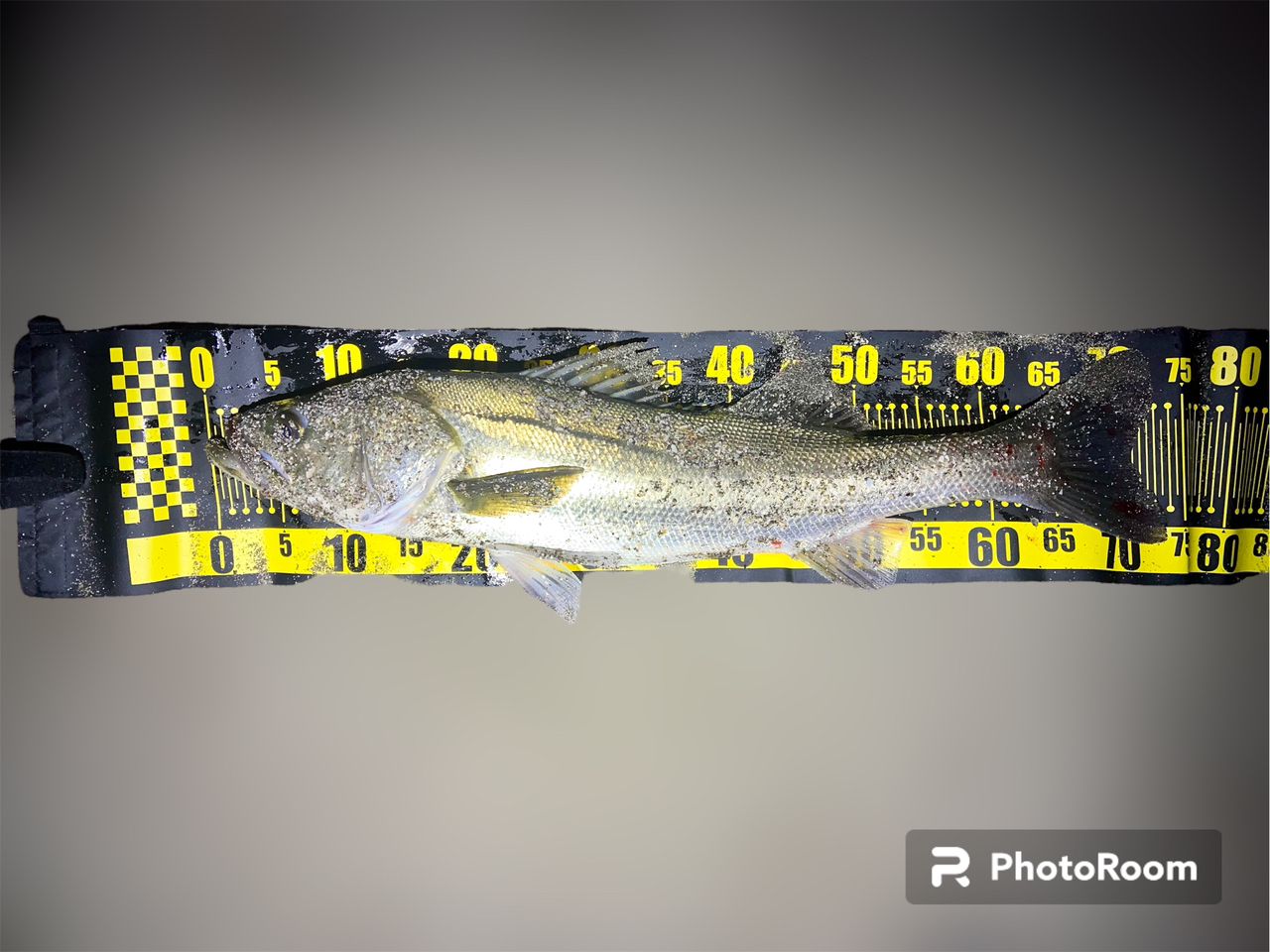 ZENAQ プレジールアンサー PA-B80の最安値・インプレ・釣果 | 本音の