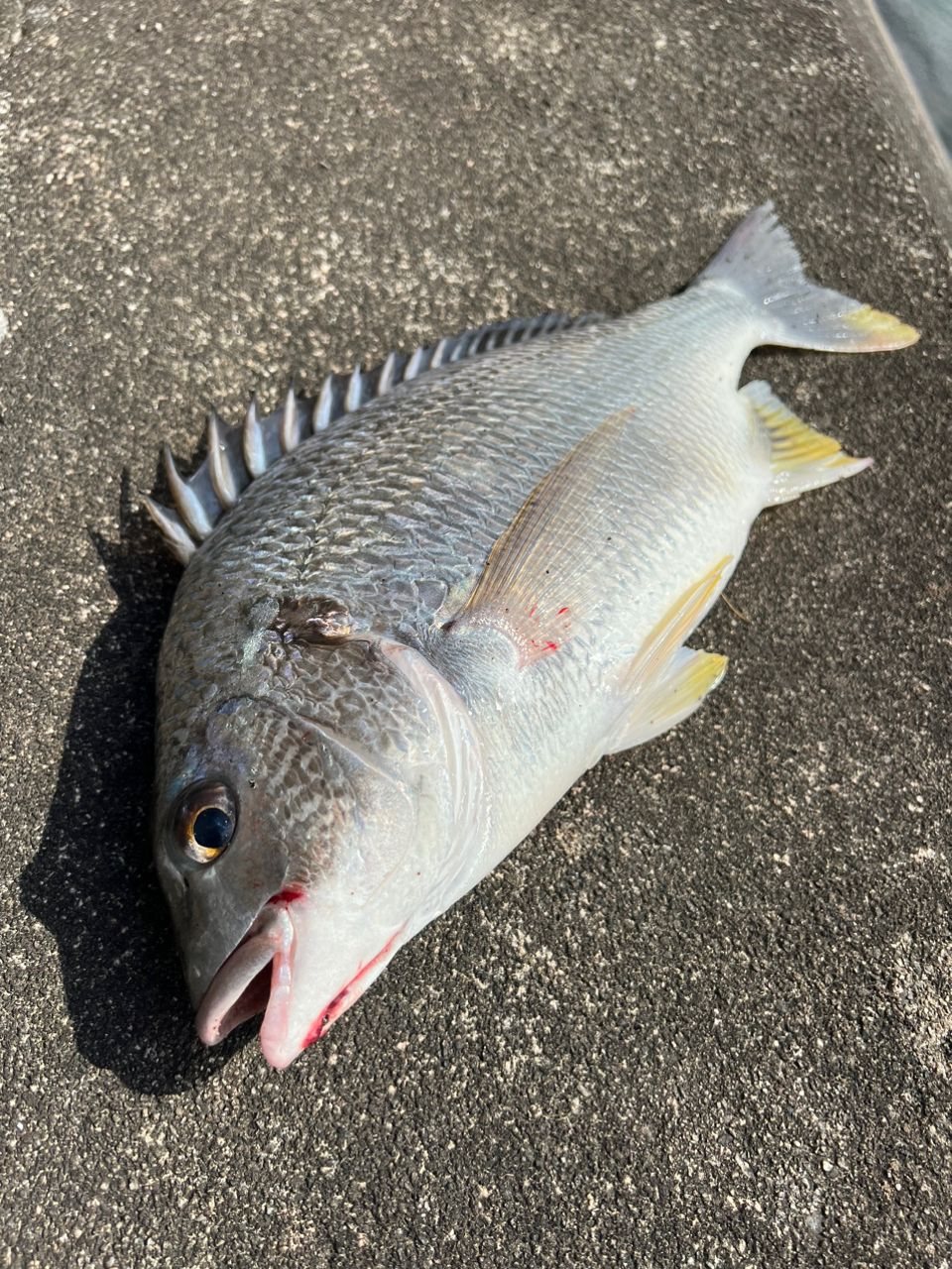 DAIWA 18月下美人 EX AGS 76MLS-T・Eの最安値・インプレ・釣果 | 本音