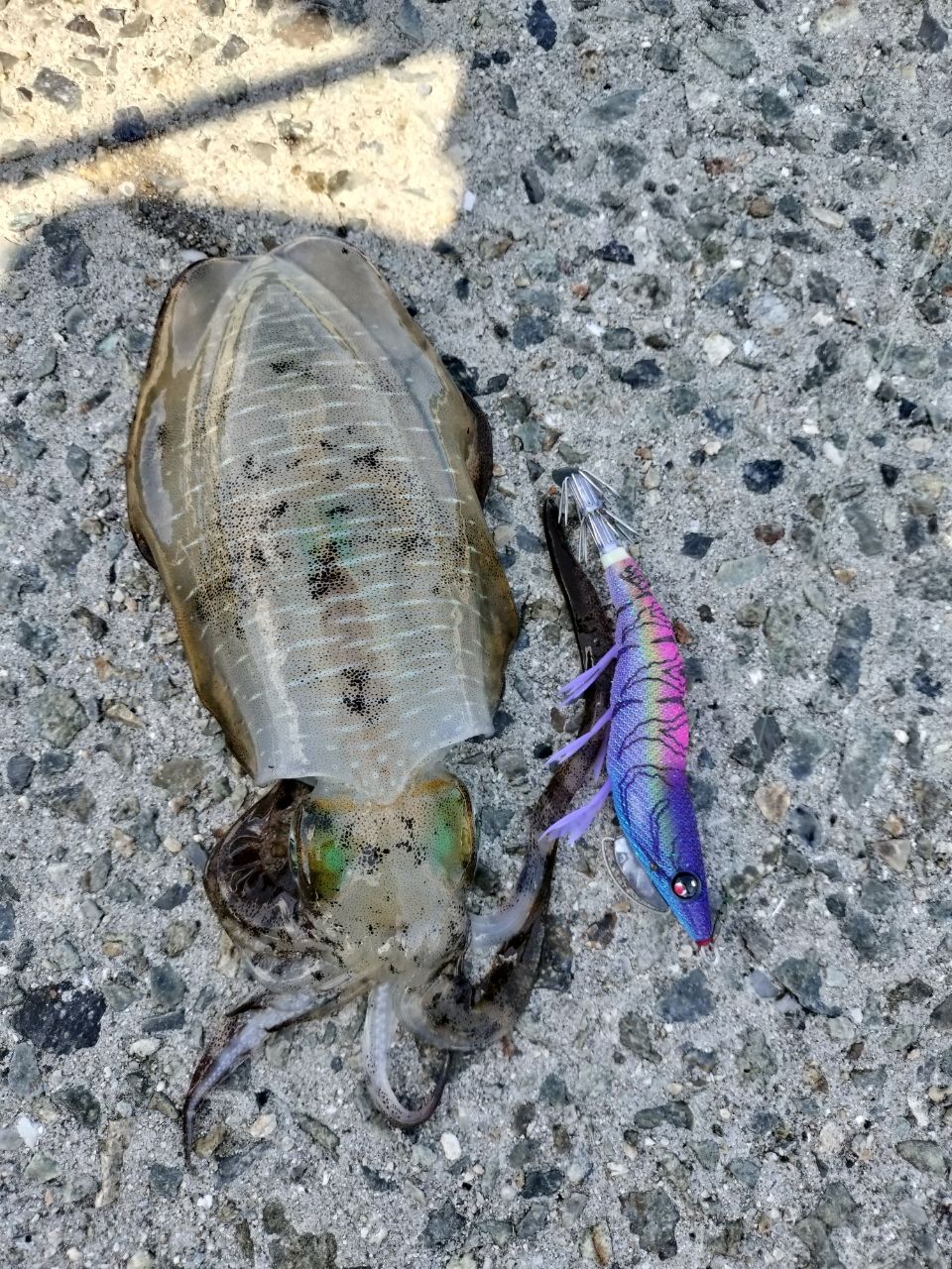 Gamakatsu ラグゼ EGRR S79MH+の最安値・インプレ・釣果 | 本音の