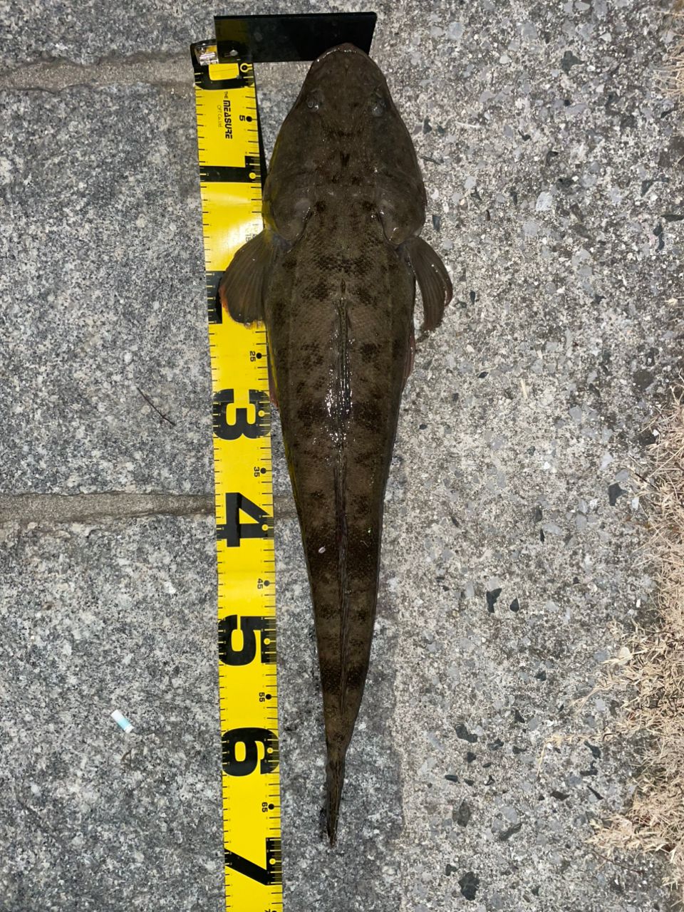 APIA フージン' Z NATURAL SEVEN 77MHの最安値・インプレ・釣果