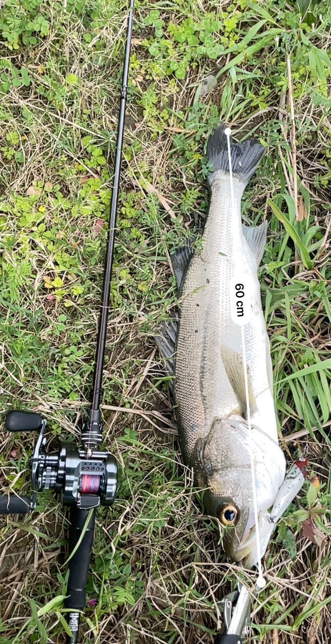 AbuGarcia ソルティーステージ プロトタイプ ベイトフィネス XLRC