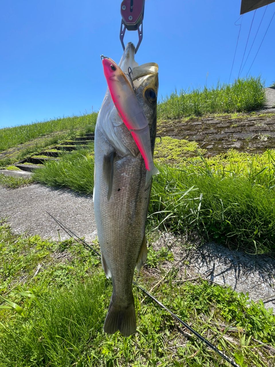 ZENAQ グランツ B73Circularの最安値・インプレ・釣果 | 本音の口コミ