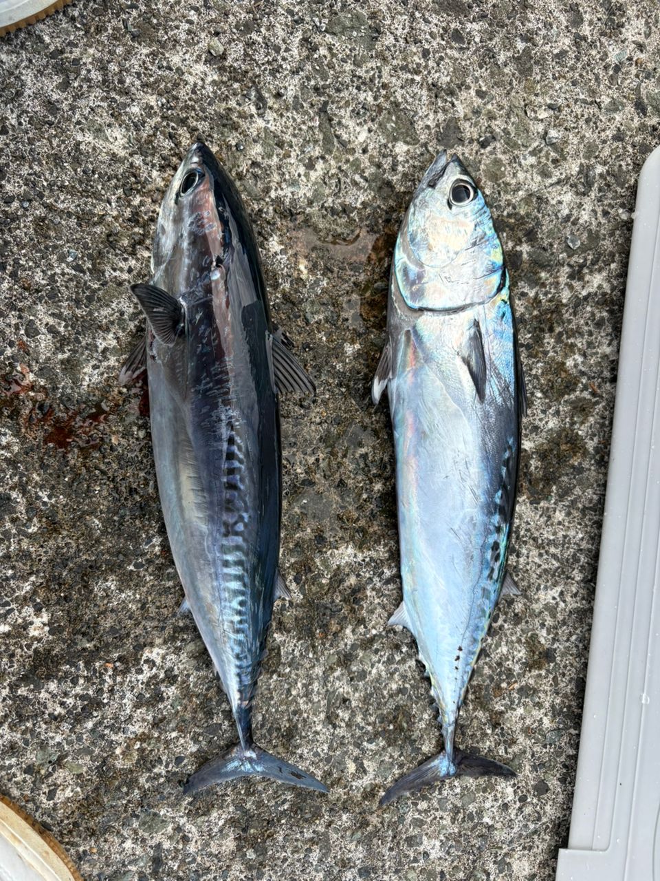 JACKALL ビーアールエス BRS-S93M-SLの最安値・インプレ・釣果 | 本音