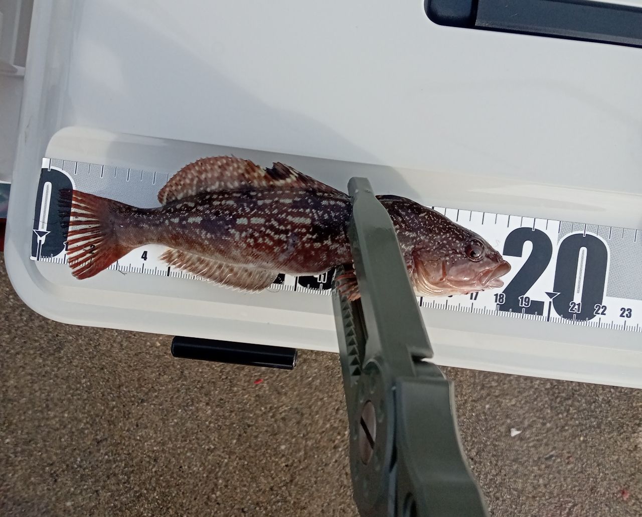 SHIMANO 23ディアルーナ S106MLの最安値・インプレ・釣果 | 本音の