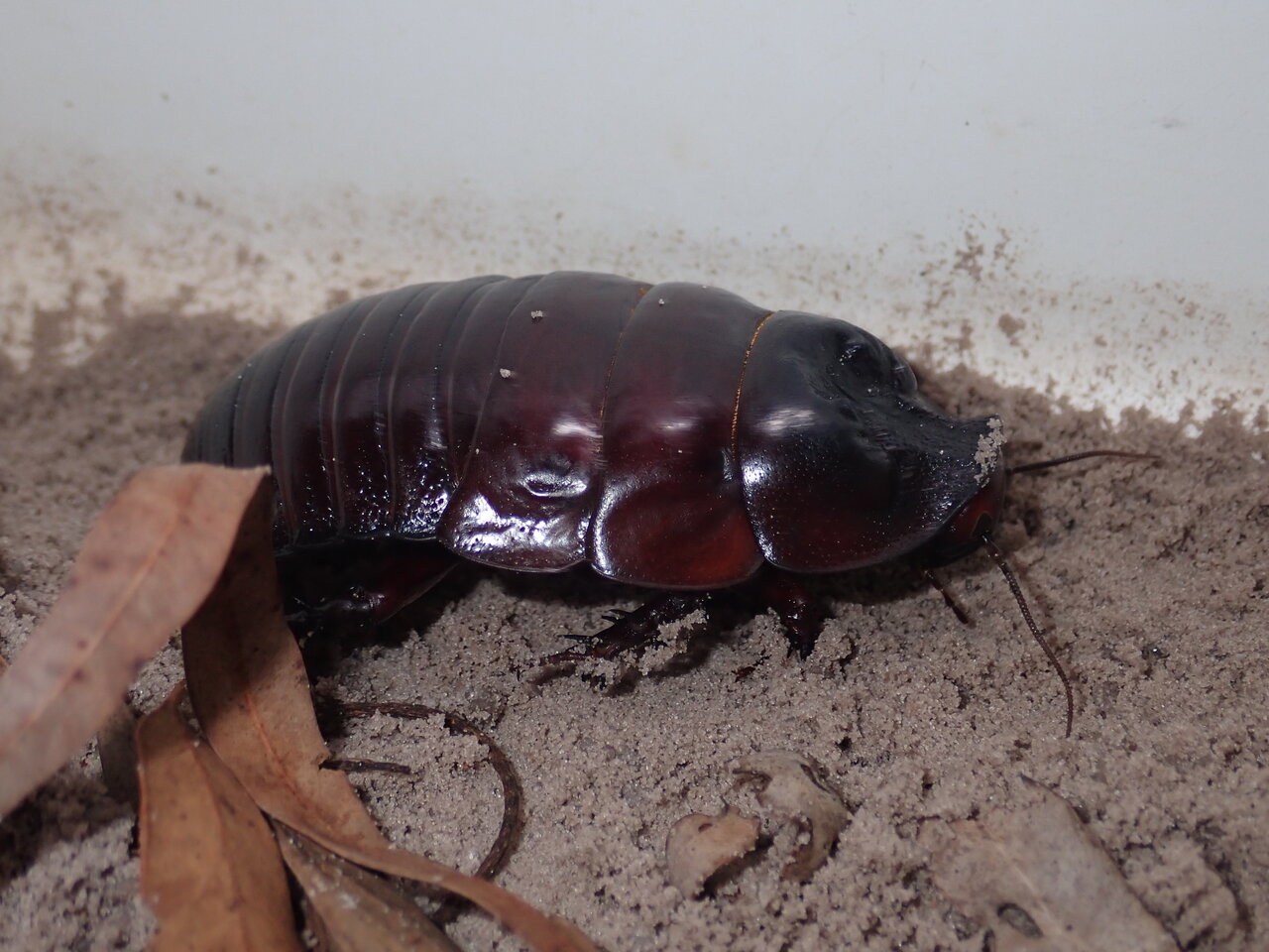 世界一大きなゴキブリはパワフルで家族想い!? - 講談社の動く図鑑MOVE