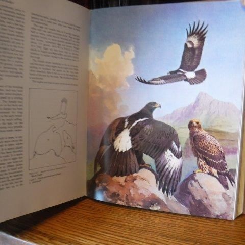 Eagles, Hawks and Falcons of the World by Leslie Brown; Dean