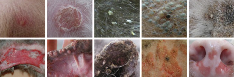 犬猫の皮膚科診療｜江東区清澄白河・森下の〈きむら動物診療室〉