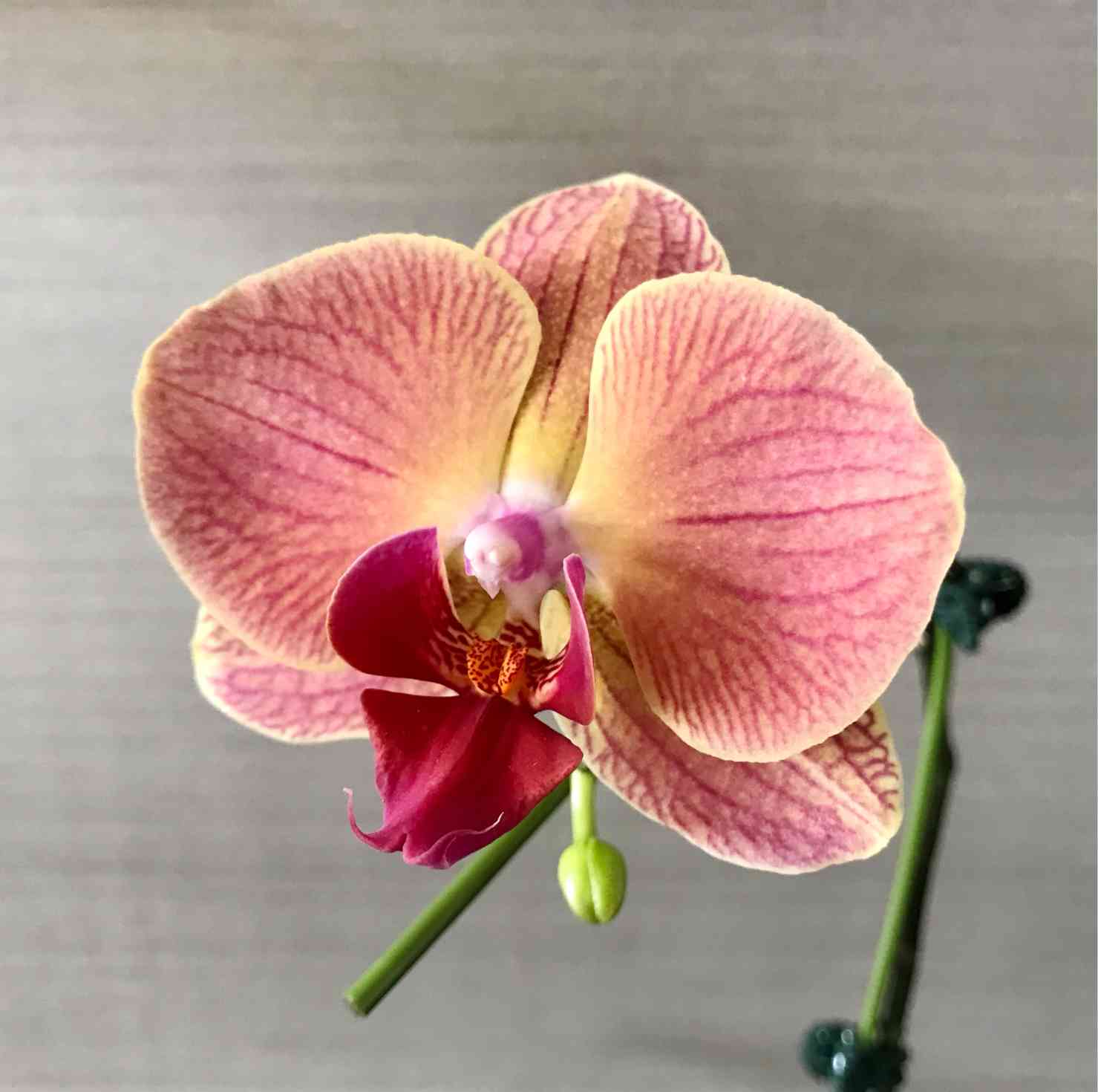 ミディ胡蝶蘭モニター（L006）《後編：植え替え》｜🍀GreenSnap