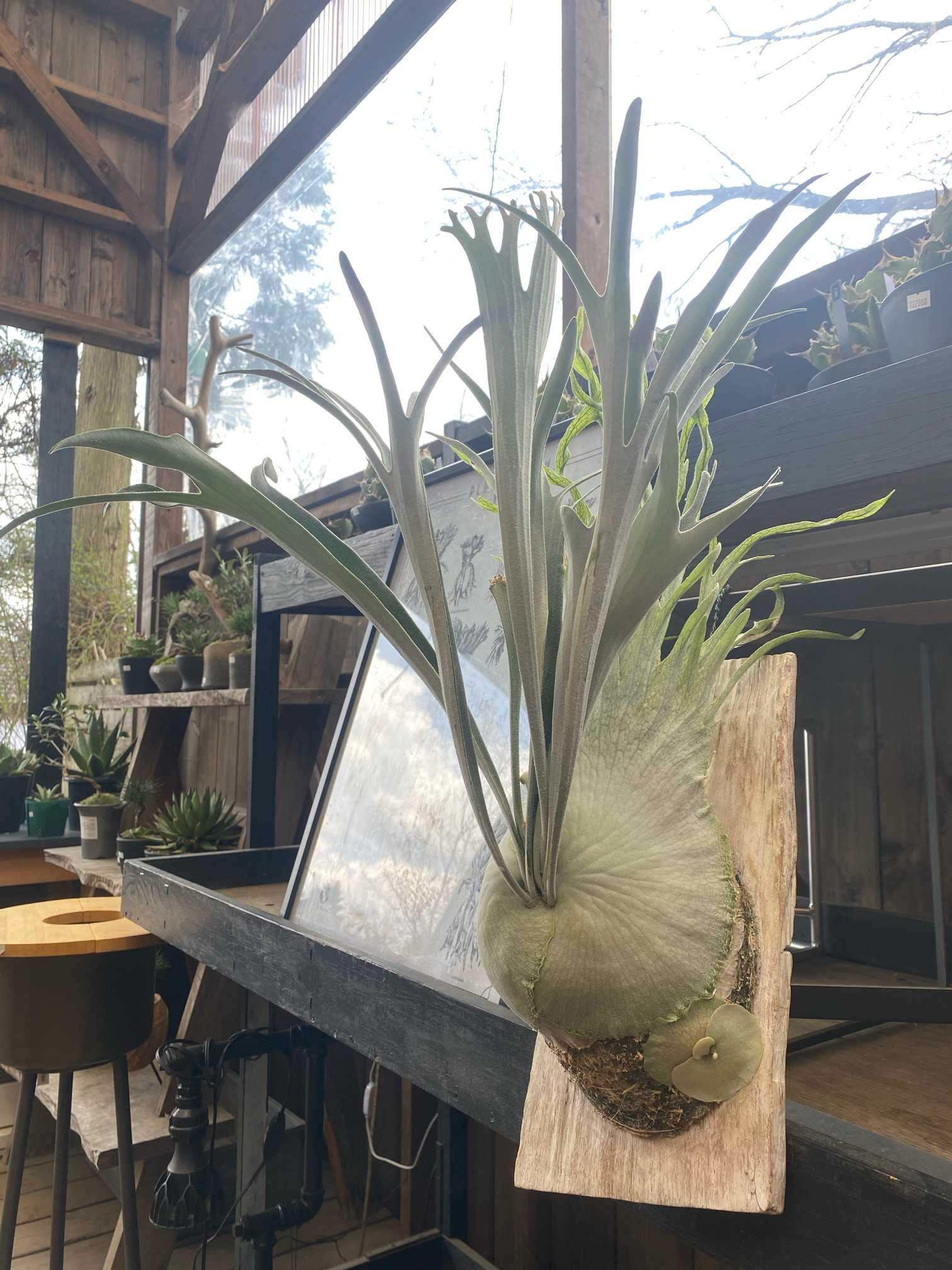 P. veitchii 'Auburn River' 成長記録 2025.12.13｜🍀GreenSnap