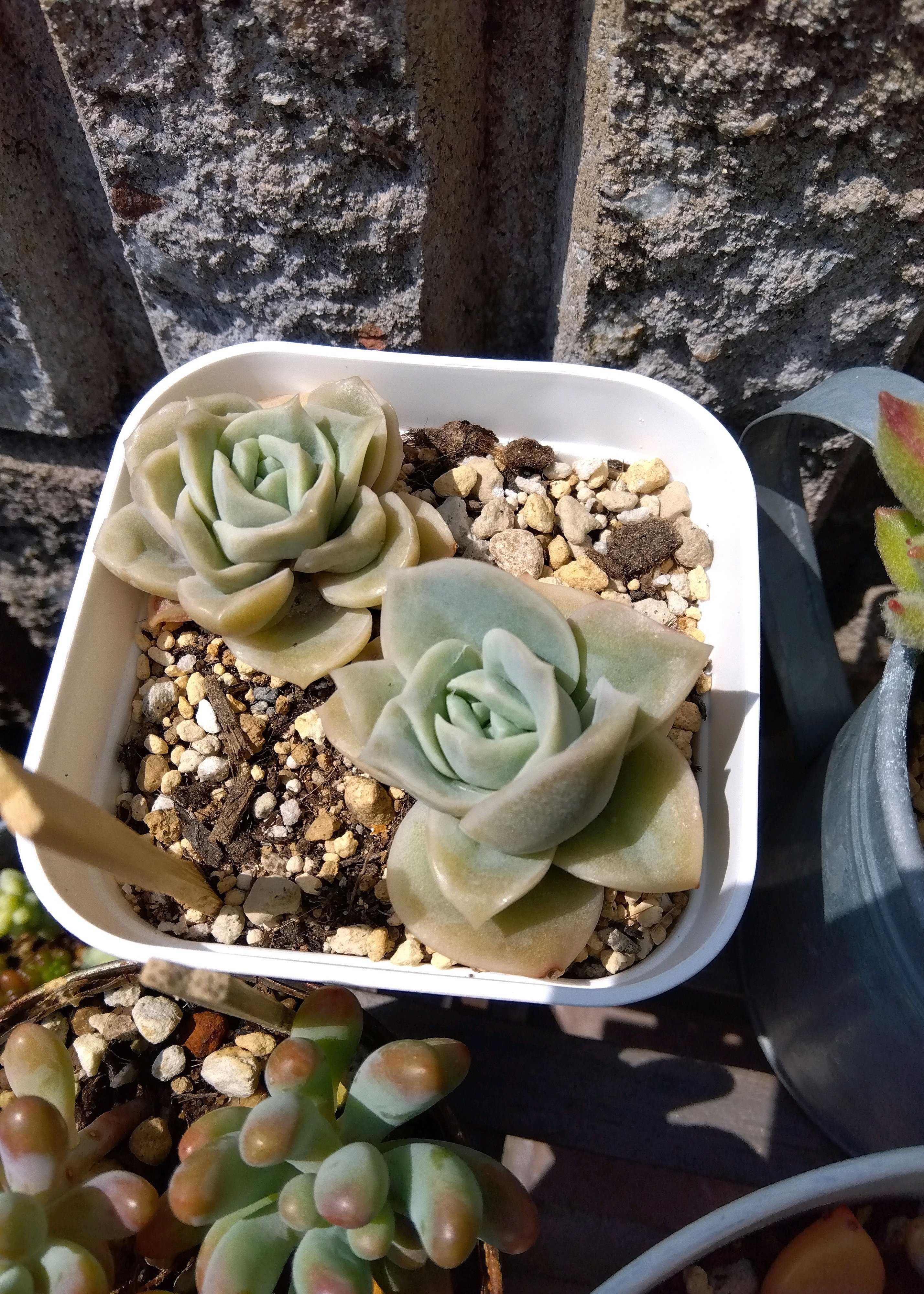 ラブリーローズの記録｜🍀GreenSnap（グリーンスナップ）