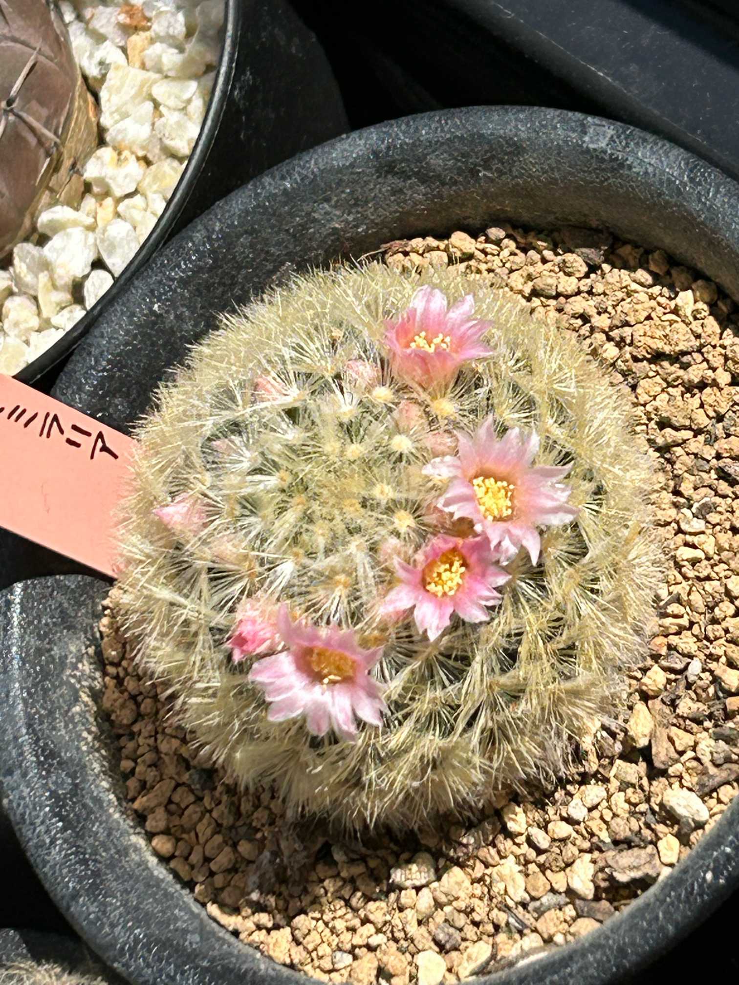 他にもカワイイおサボちゃんのお花達🌵｜🍀GreenSnap（グリーンスナップ）