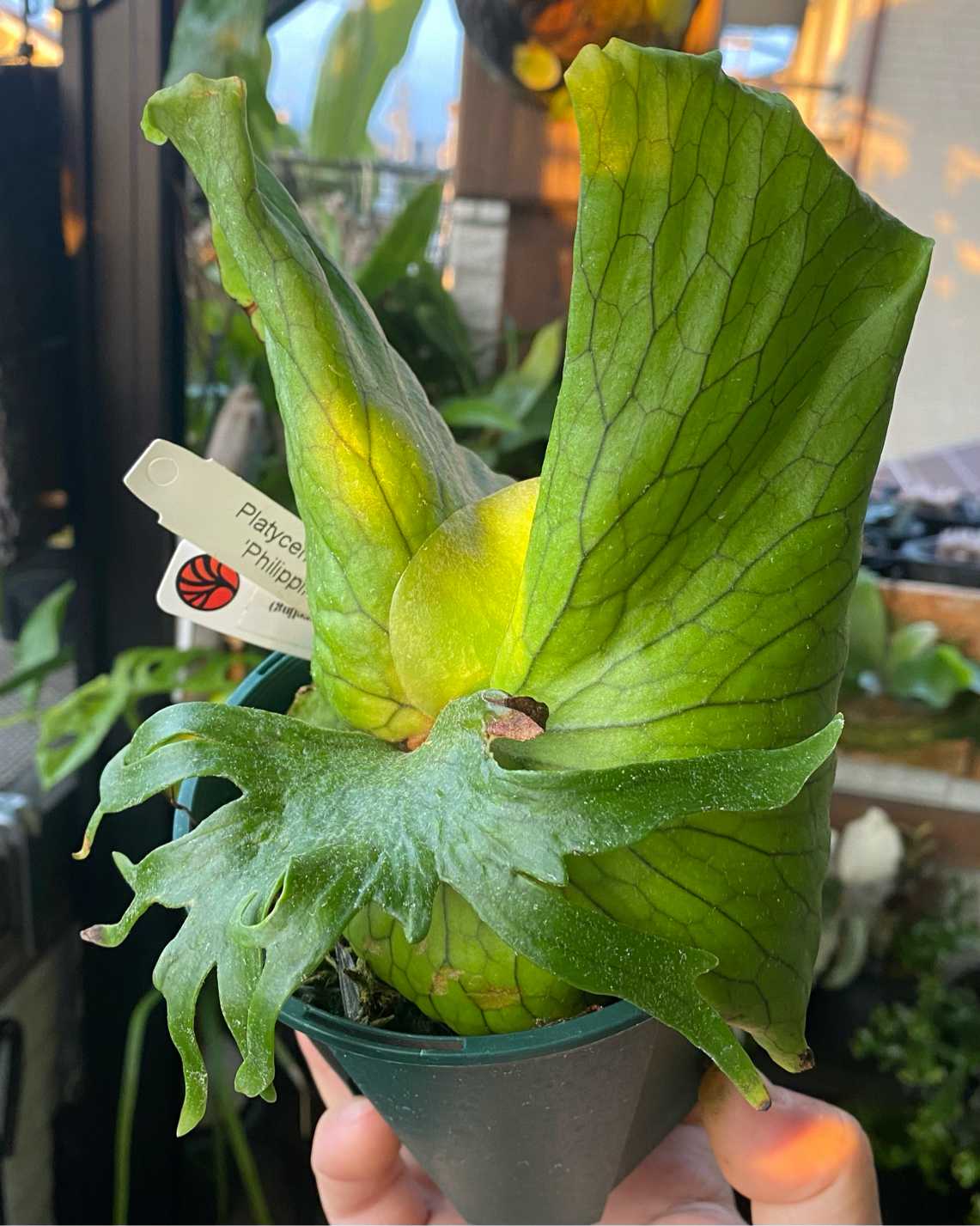 P. coronarium 'Philippines dwarf' 成長記録 2024.10.17｜🍀GreenSnap