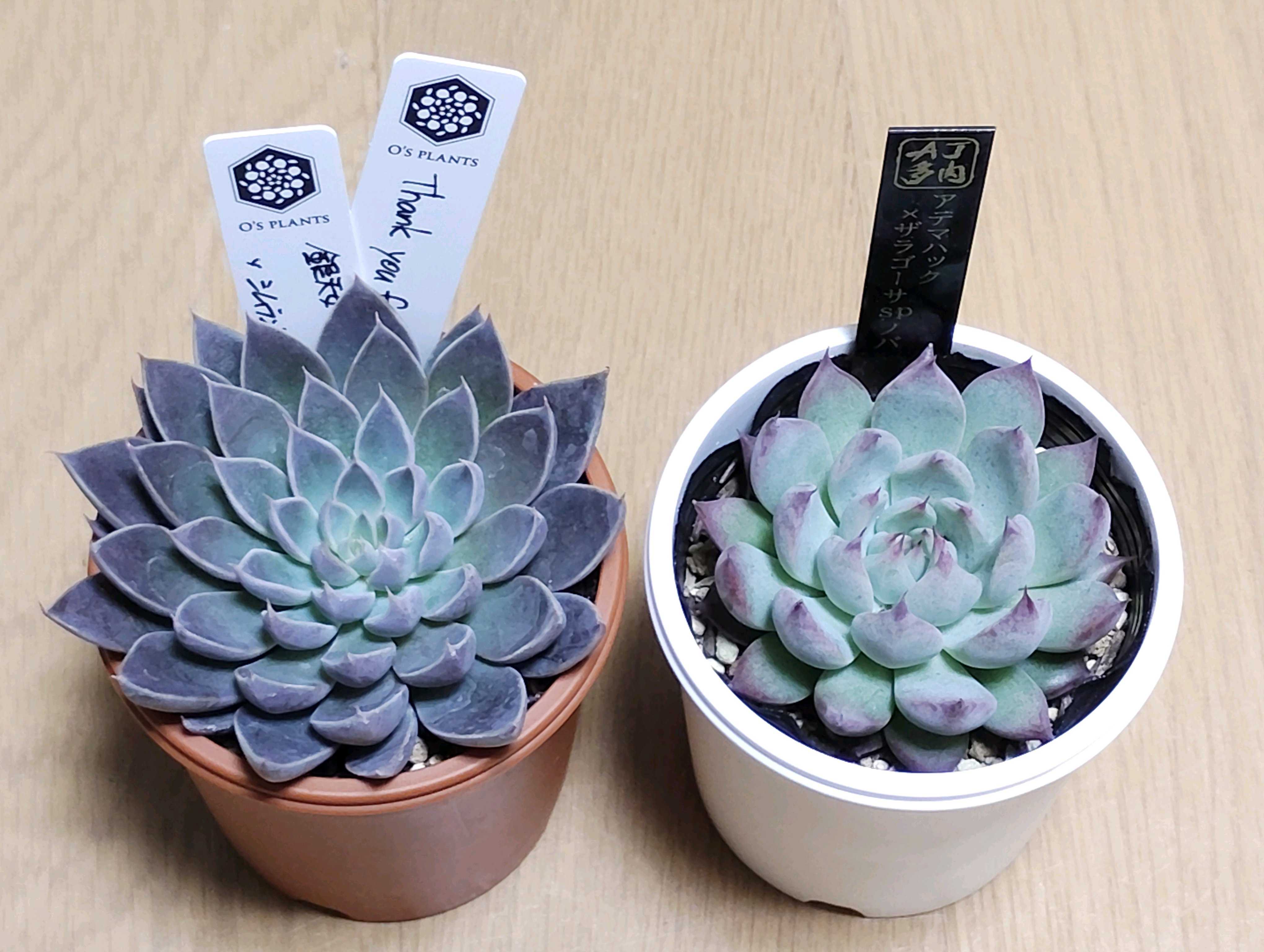 多肉植物の投稿画像 by 黄華さん｜エケベリア属と多肉大好きと多肉中毒