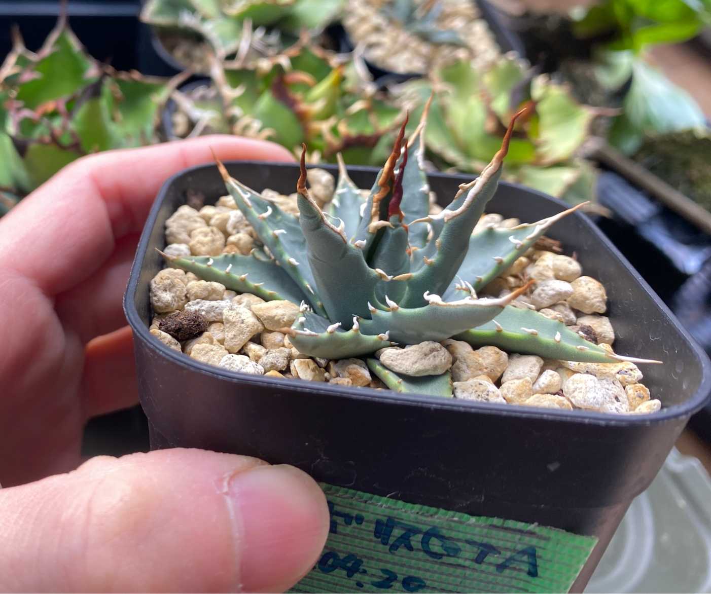 アガベ エボリスピナ 実生 育成記録｜🍀GreenSnap（グリーンスナップ）