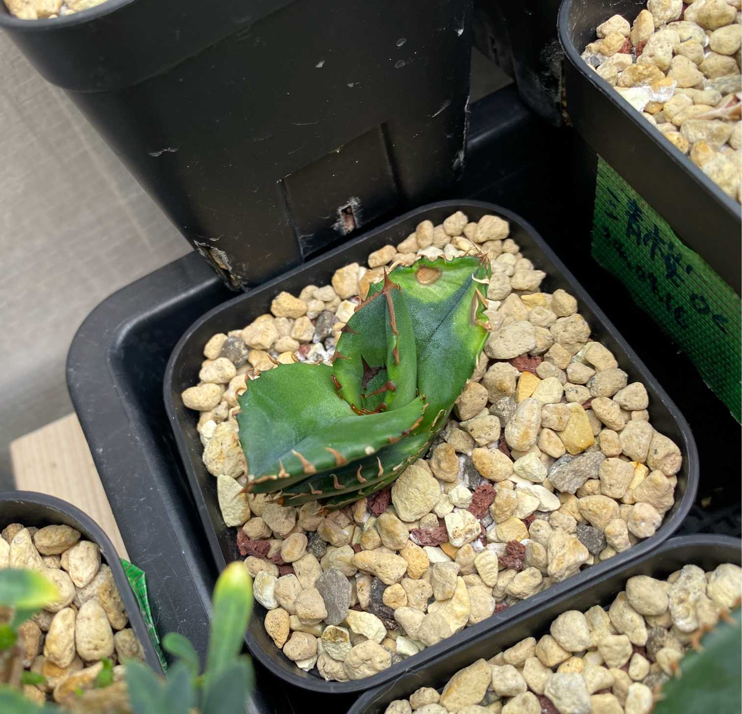 アガベ オテロイ 実生選抜｜🍀GreenSnap（グリーンスナップ）