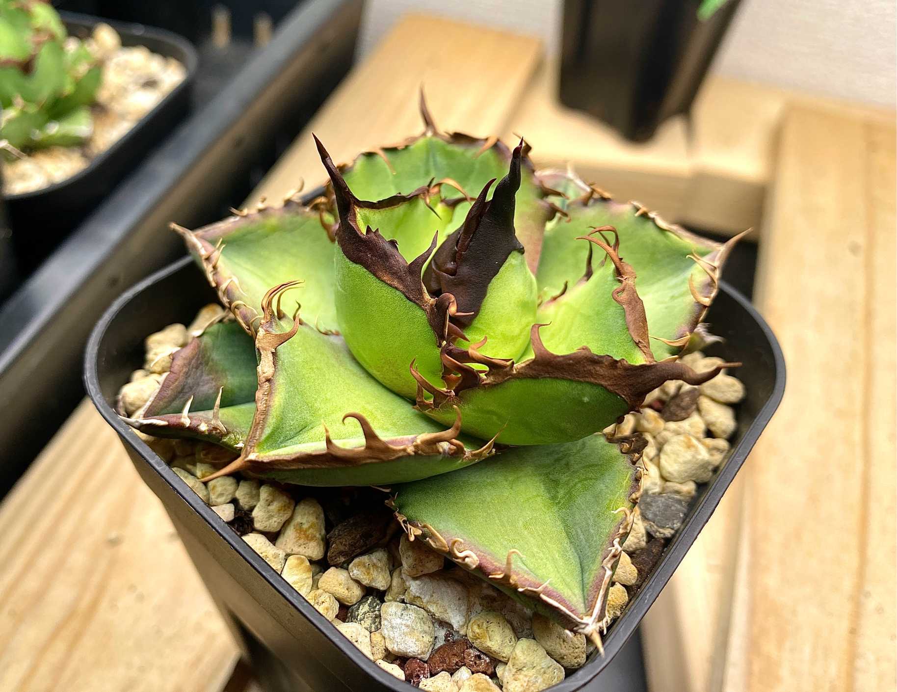 アガベ オテロイ 実生選抜｜🍀GreenSnap（グリーンスナップ）