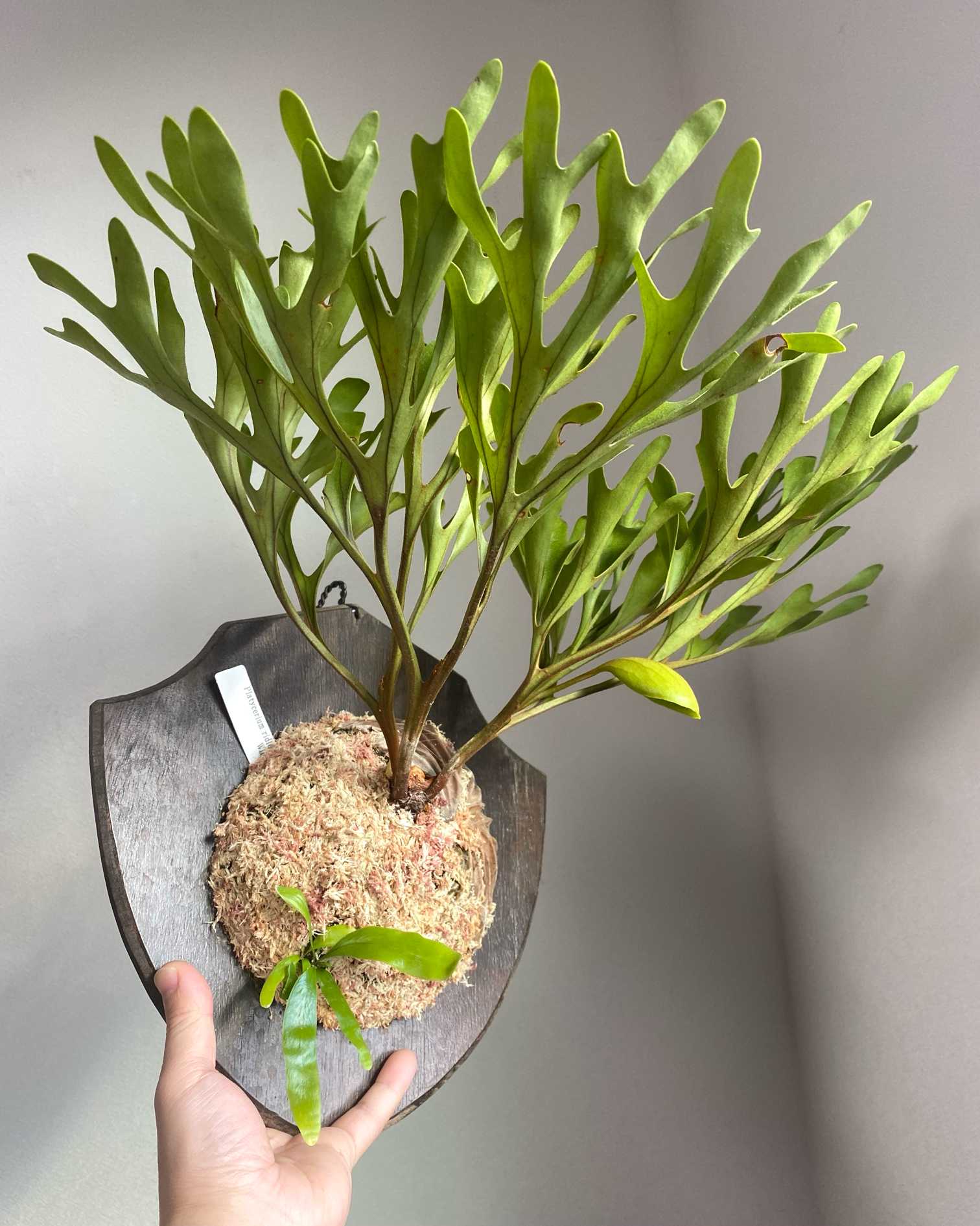 P. ridleyi wild 成長記録 2025.2.15｜🍀GreenSnap（グリーンスナップ）