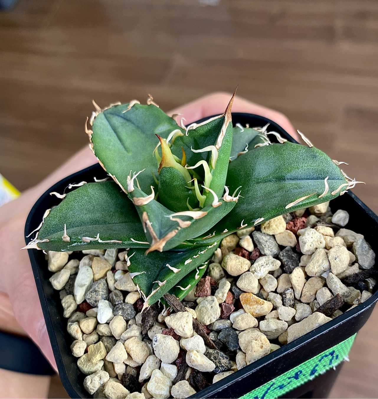 アガベ オテロイ 実生選抜のススメ(と私の考え)｜🍀GreenSnap