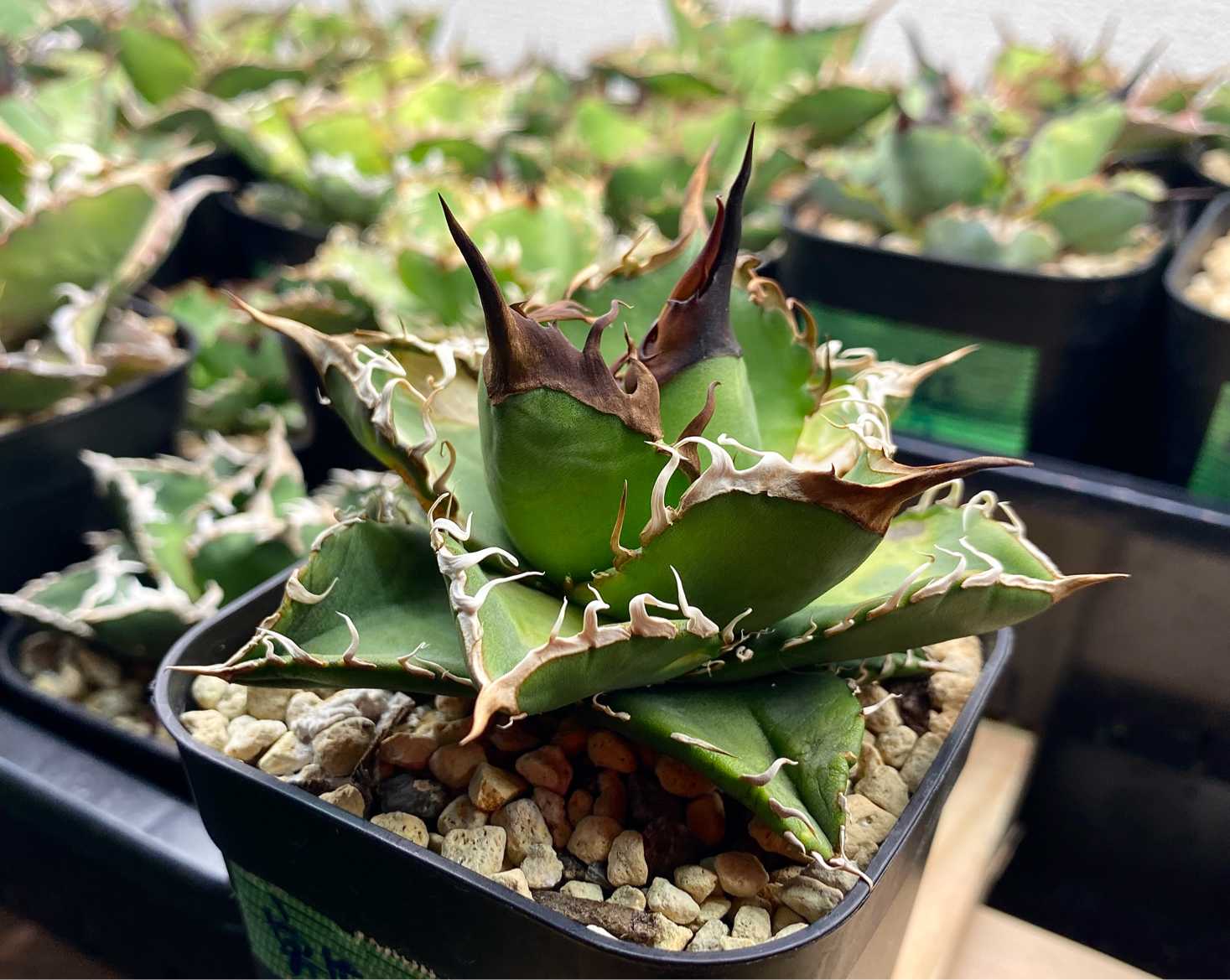 アガベ オテロイ 実生選抜のススメ(と私の考え)｜🍀GreenSnap