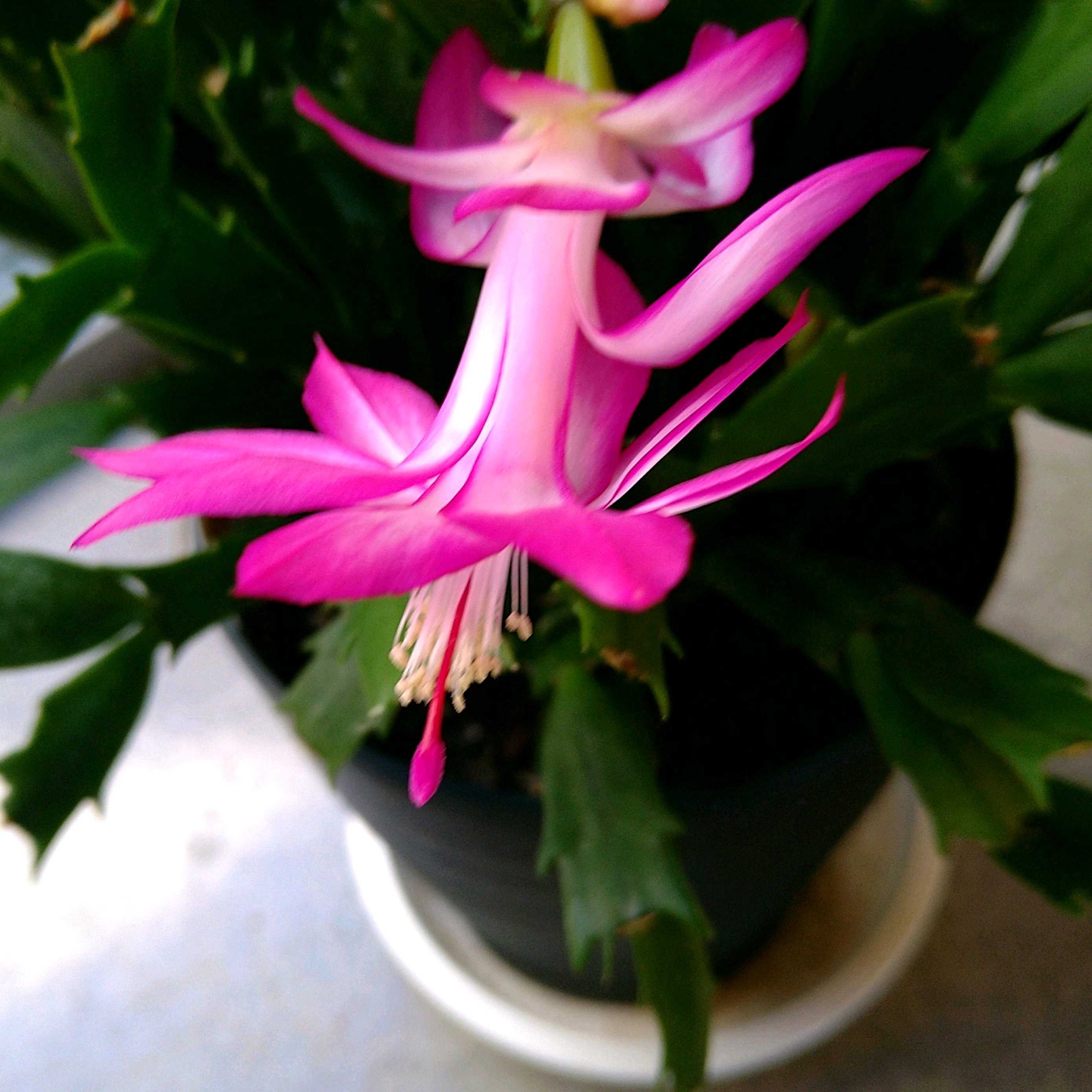 シャコバサボテンの投稿画像 by 蒼空Blueさん｜シャコバサボテンと