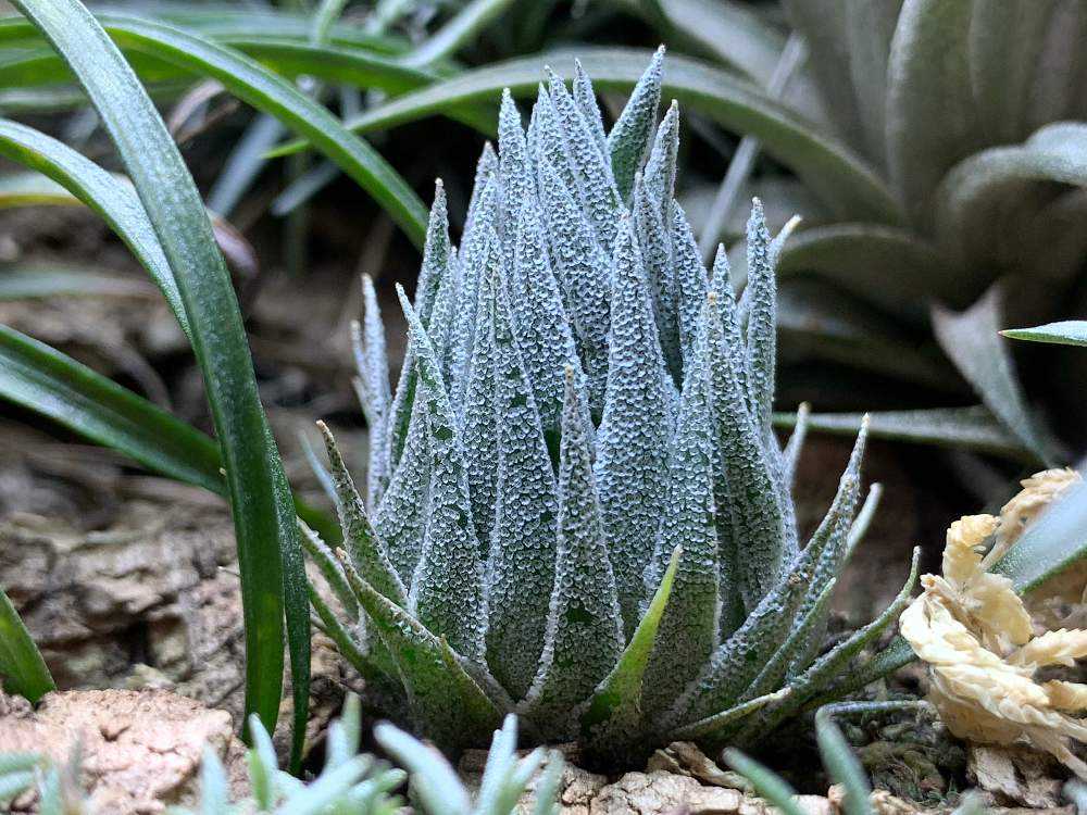 Tillandsia sprengeliana Coastal Form｜🍀GreenSnap（グリーンスナップ）