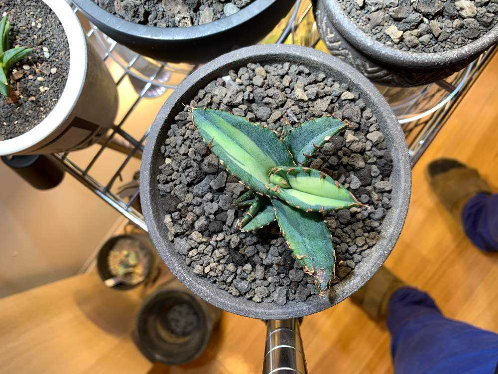 アガベ チタノタ 陽炎（ヤフオク購入時名称）成長記録｜🍀GreenSnap