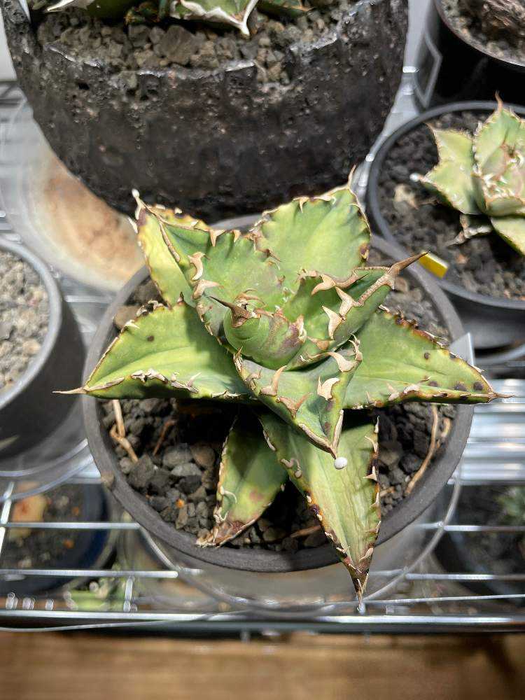 アガベ チタノタ 陽炎（ヤフオク購入時名称）成長記録｜🍀GreenSnap
