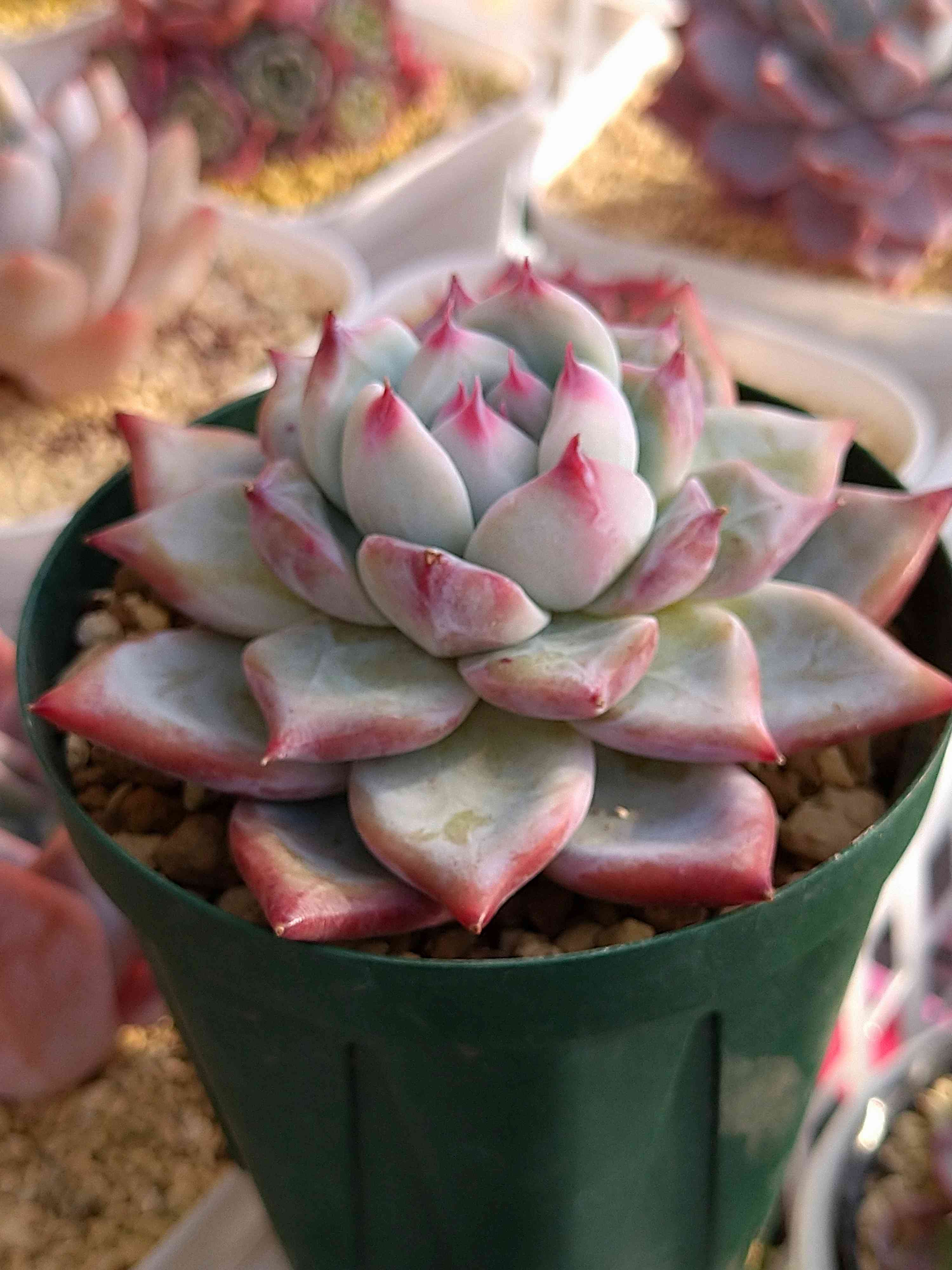 Mさん苗 コロラータ80✖51｜🍀GreenSnap（グリーンスナップ）