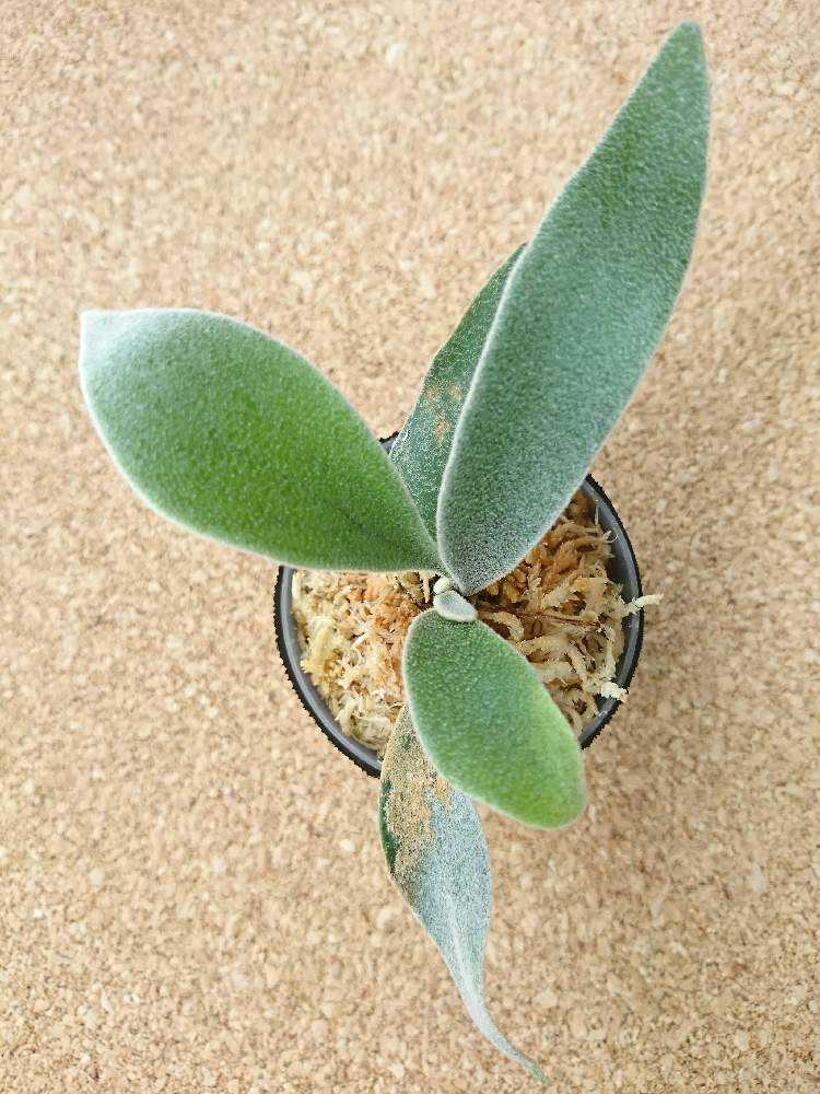 P. veitchii Wild Australia 成長記録｜🍀GreenSnap（グリーンスナップ）