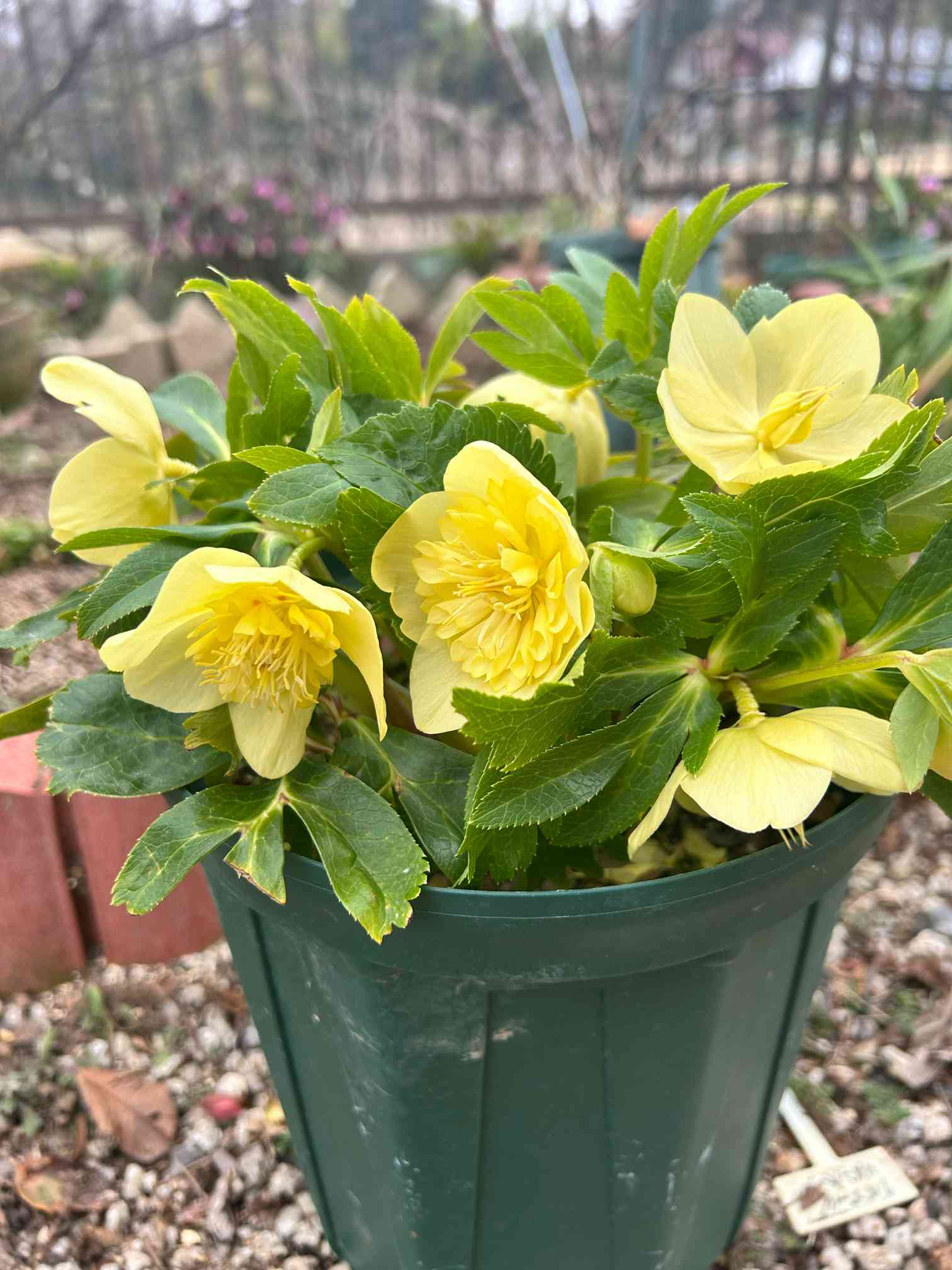 2023 うふふのクリスマスローズ記録｜🍀GreenSnap（グリーンスナップ）