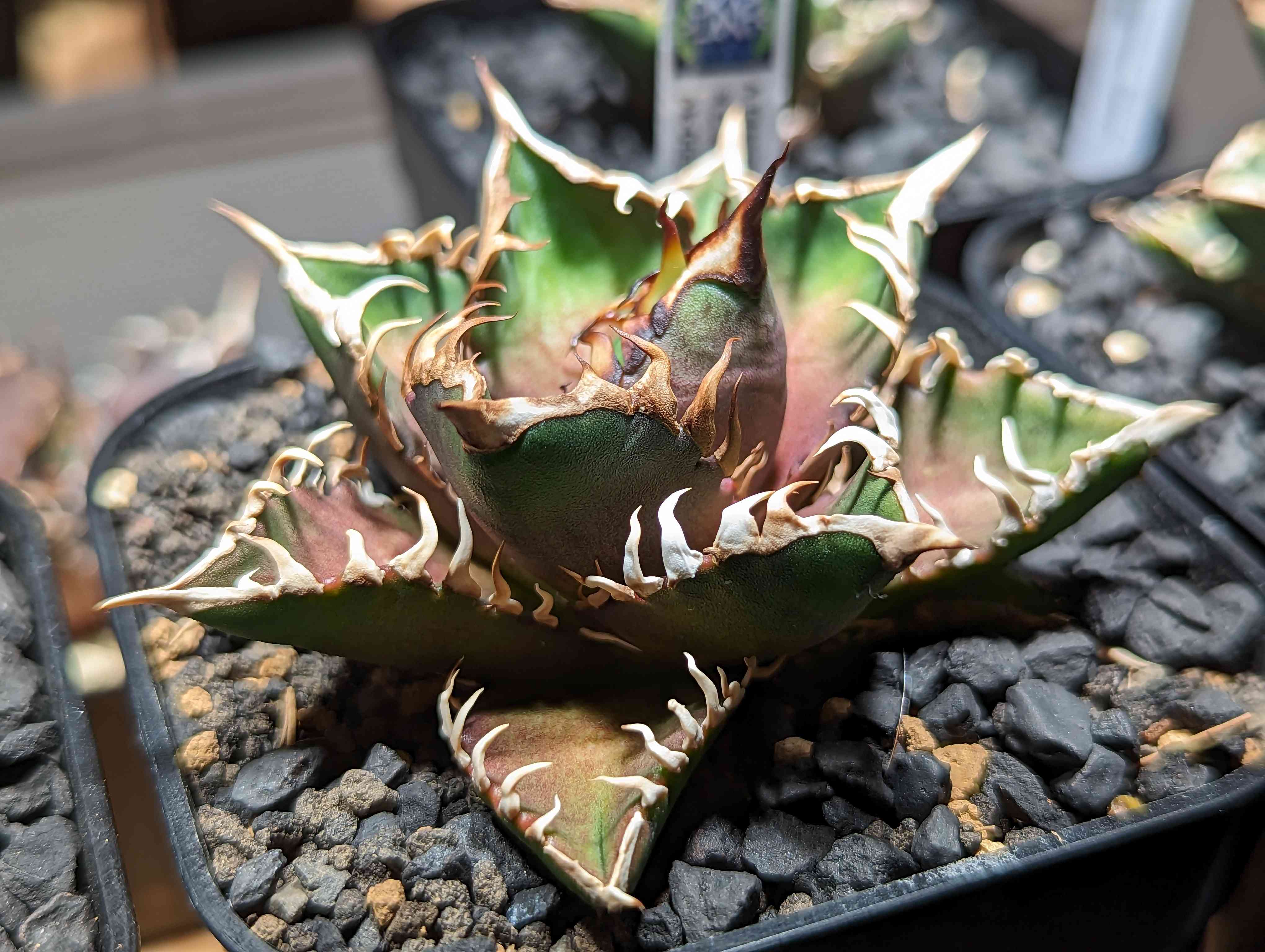 005 アガベ チタノタ レッドキャットウィーズル 赤猫 成長記録