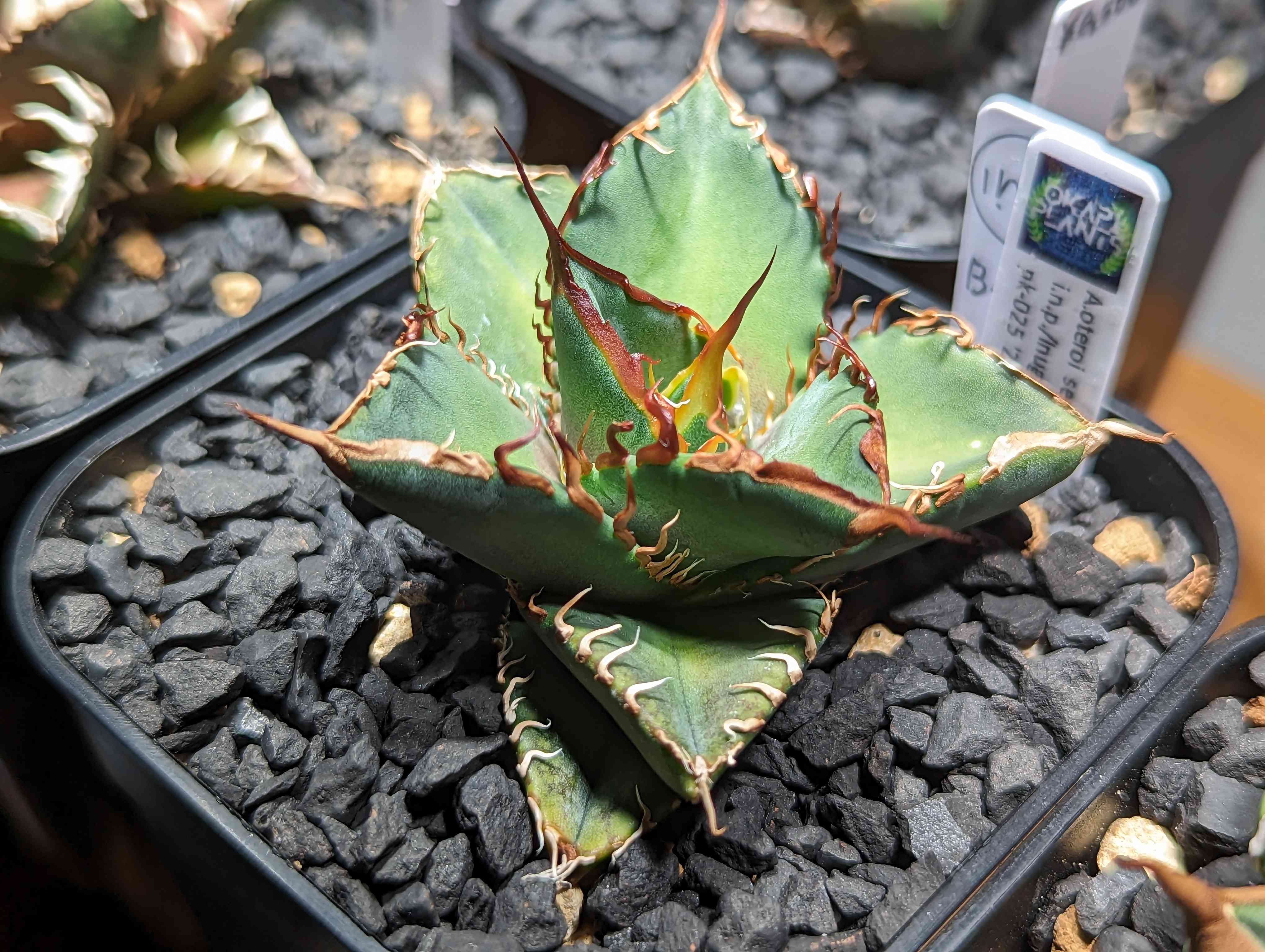 実生 チタノタブルー 検索)オアハカ オテロイ アガベ fo-076 ホリダ