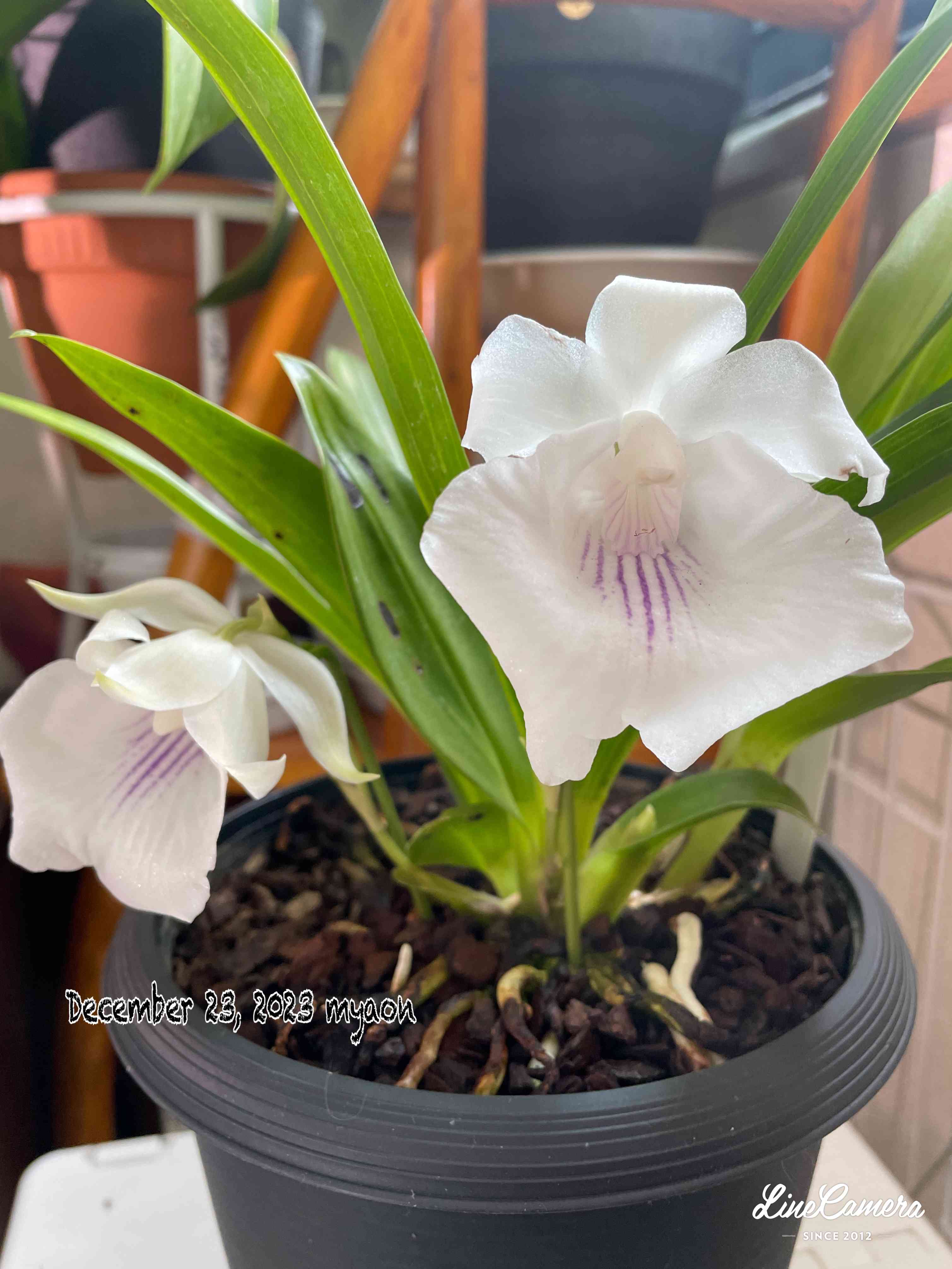 カトレアの投稿画像 by myaonさん｜orchidと花のある暮らしとにやにや