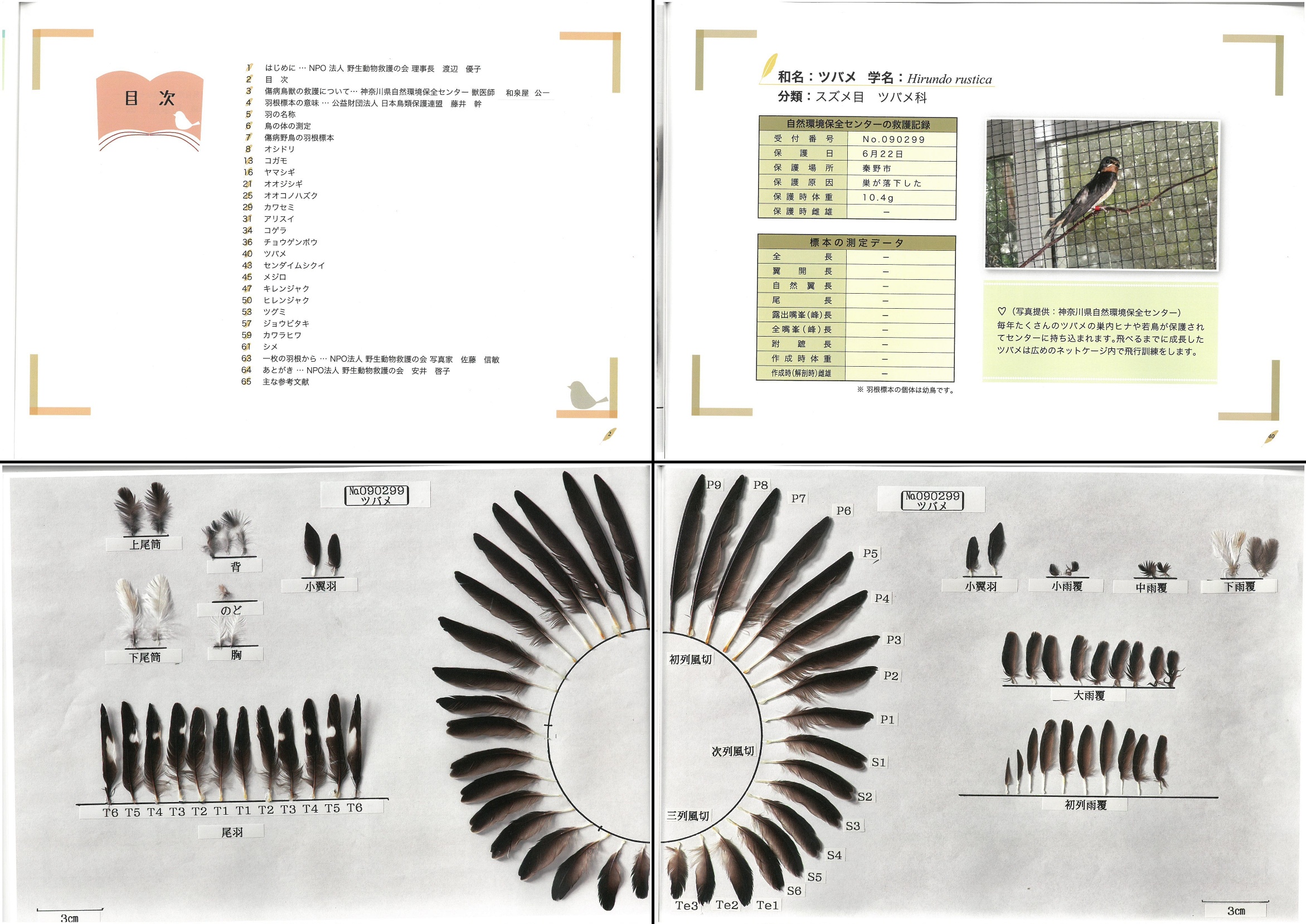 神奈川県で保護された傷病野鳥の羽根標本 | バードリサーチニュース