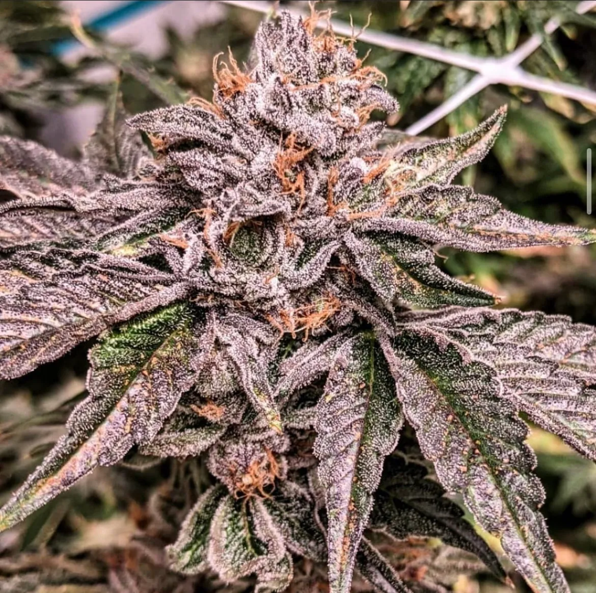Zeltzer - Cherry Lime Soda x ZODA | Cannabis Seeds