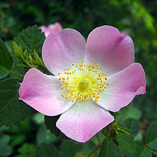 Briar Rose | Organic, hand-crafted, healing flower essences