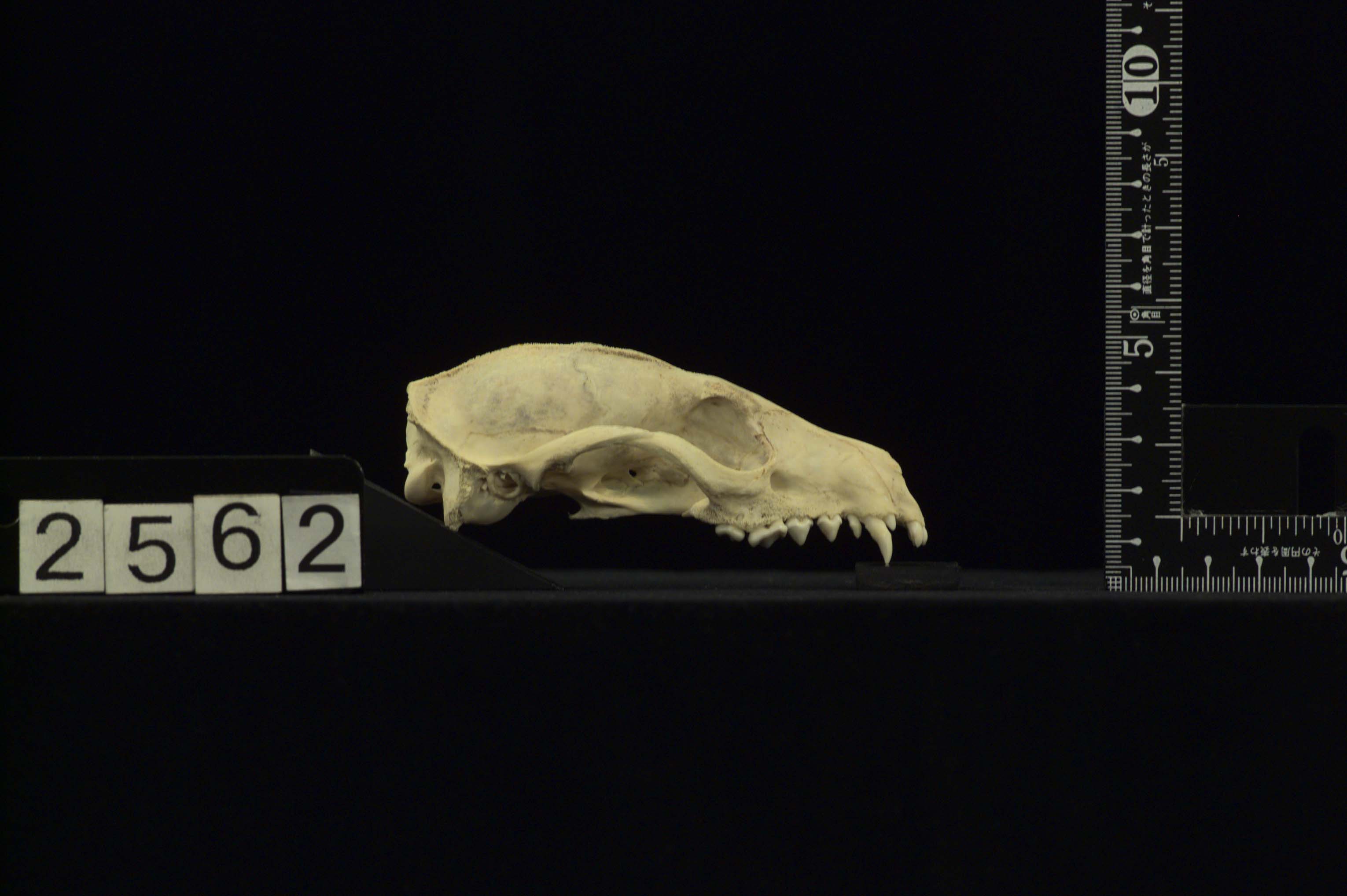 Paradoxurus hermaphroditus（パームシベット）