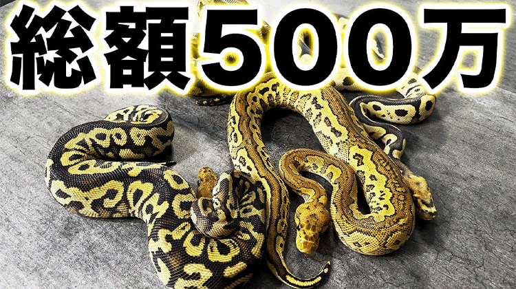 総額500万超え？】高額ヘビ四天王｜ボールパイソンモルフ | ボール